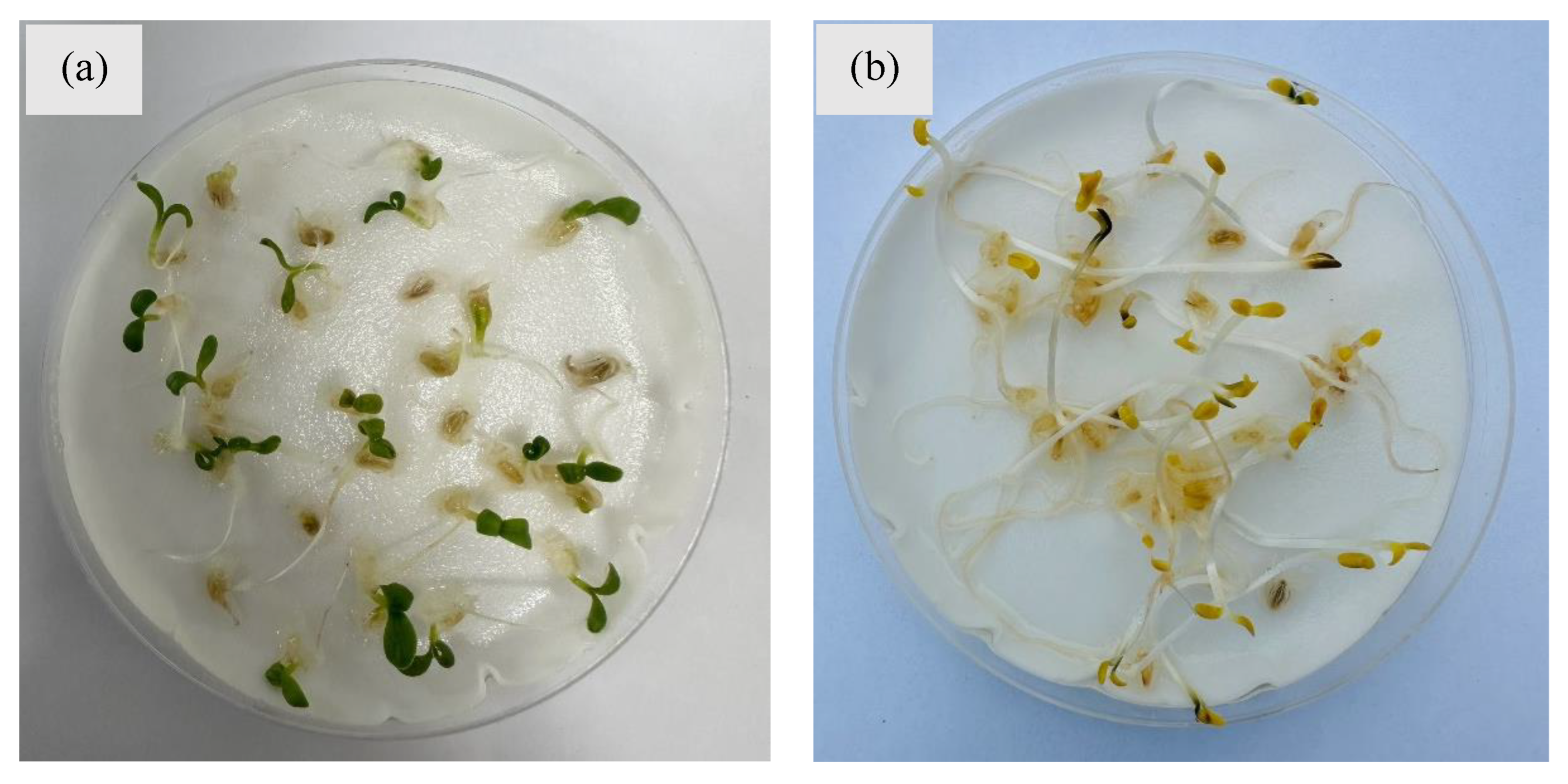 Plants 14 00915 g006