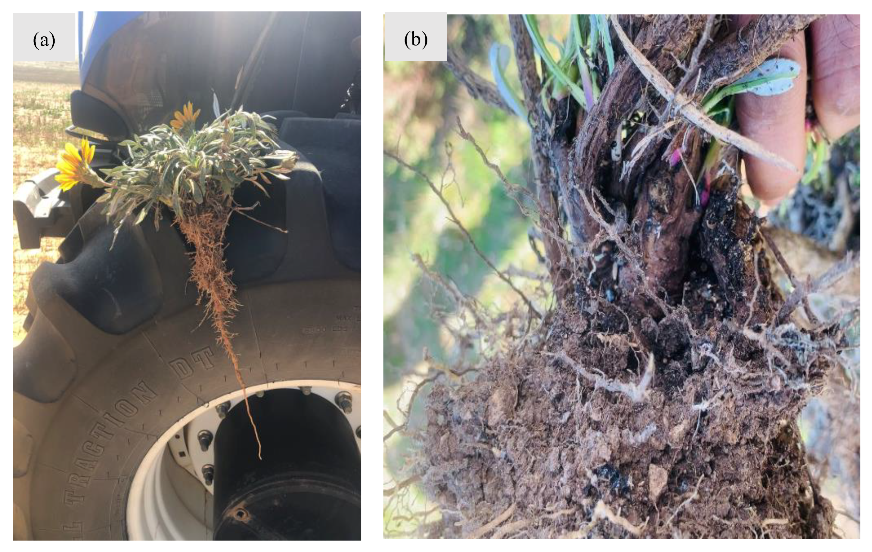 Plants 14 00915 g007