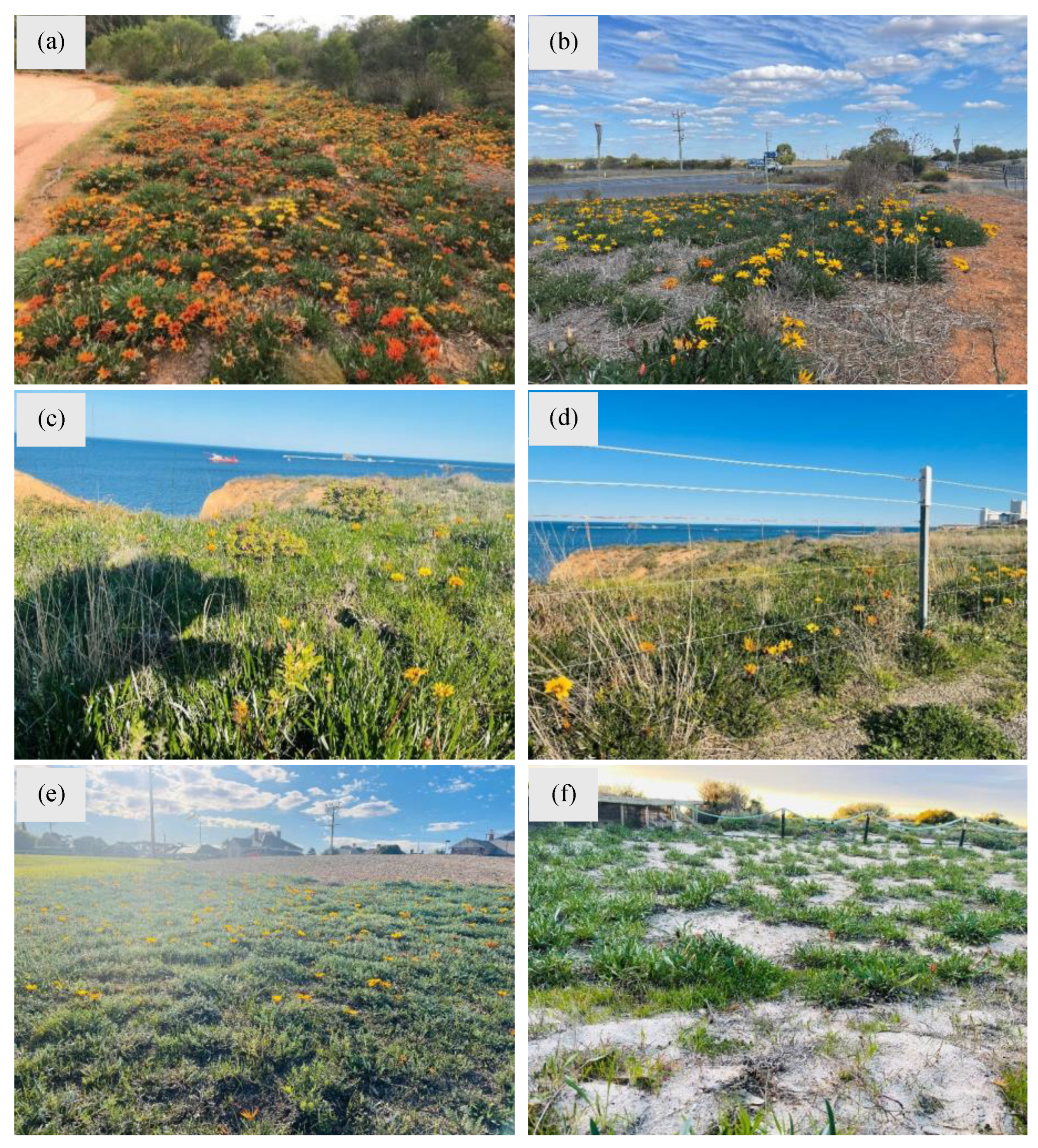 Plants 14 00915 g008