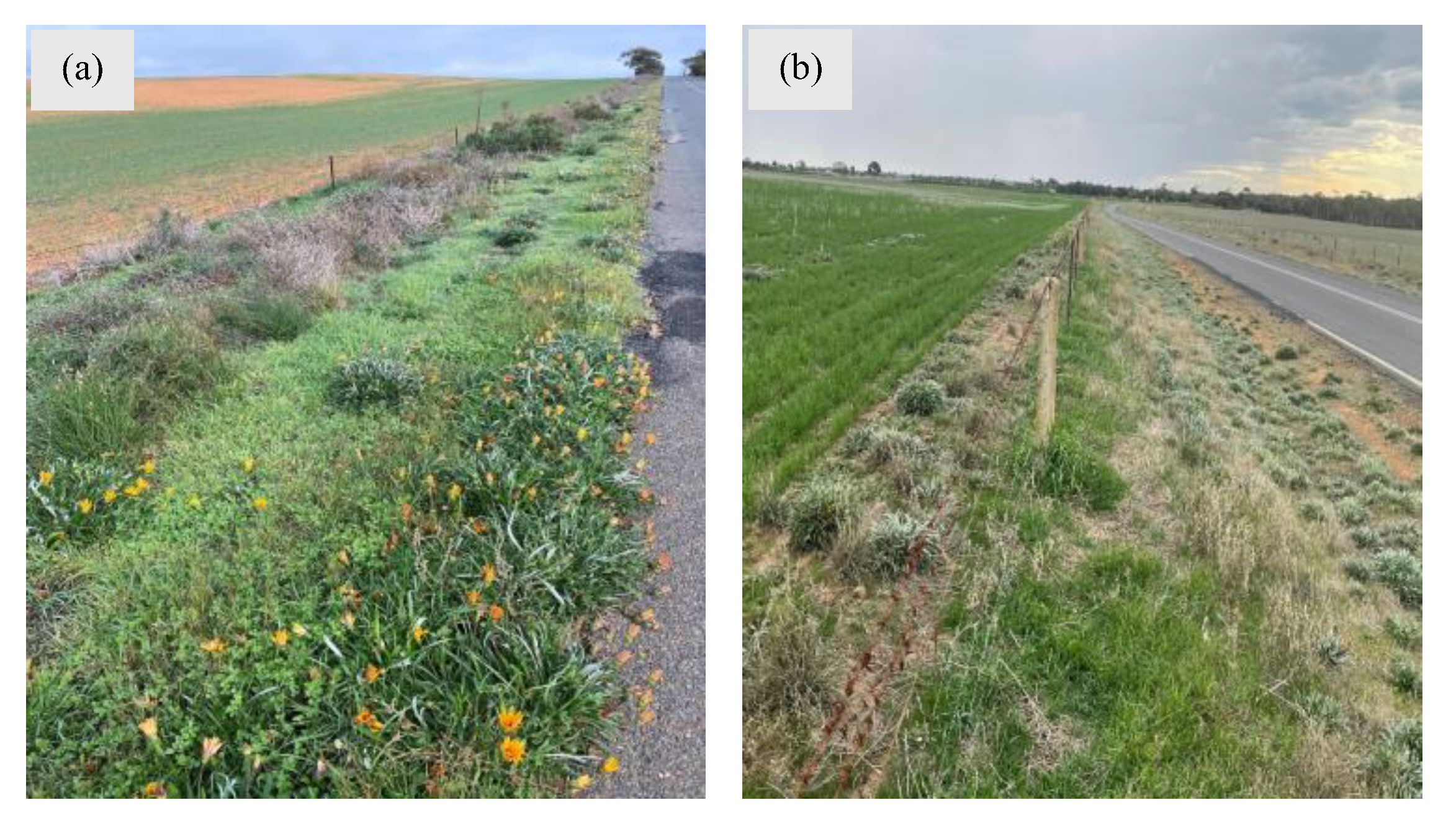 Plants 14 00915 g009