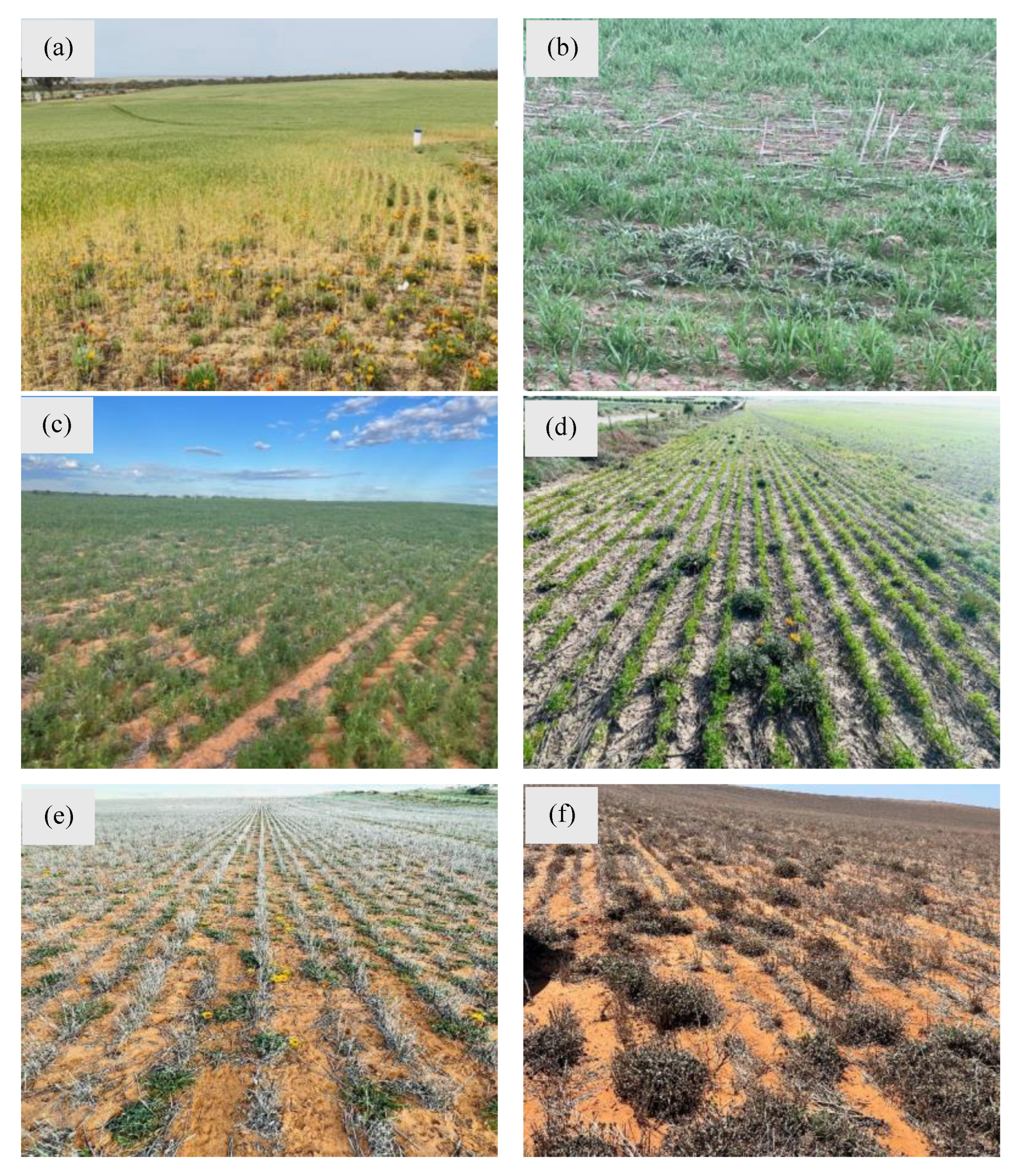 Plants 14 00915 g010