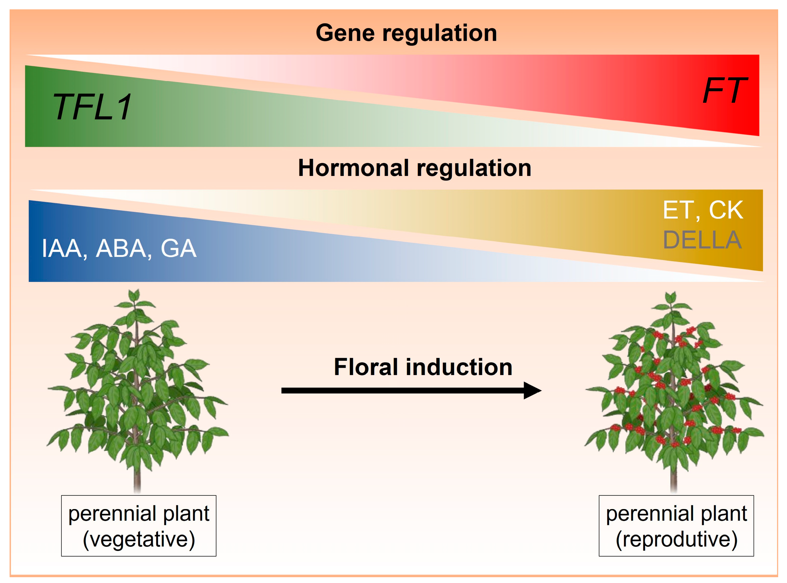 Plants 14 00923 g001