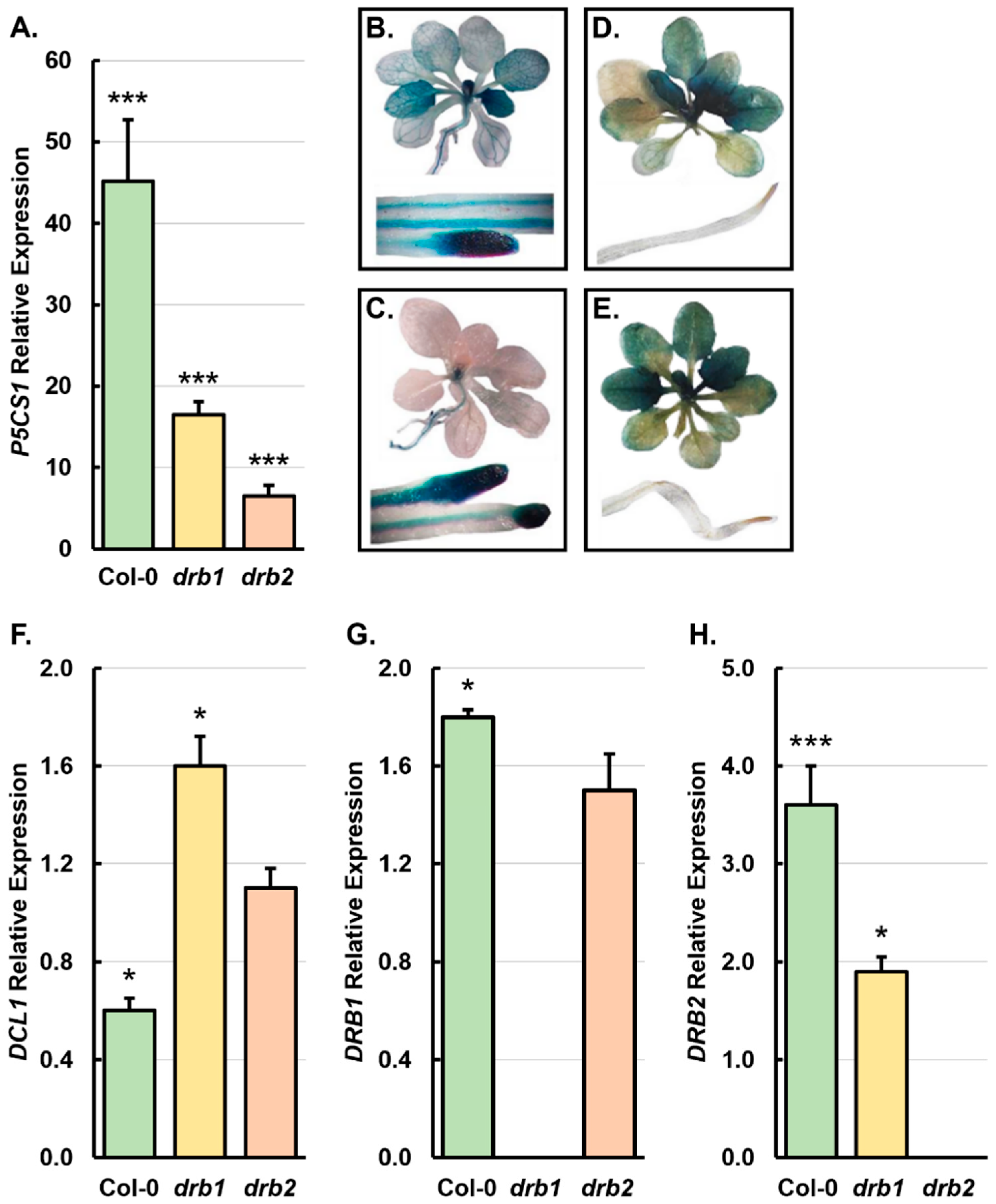 Plants 14 00924 g002