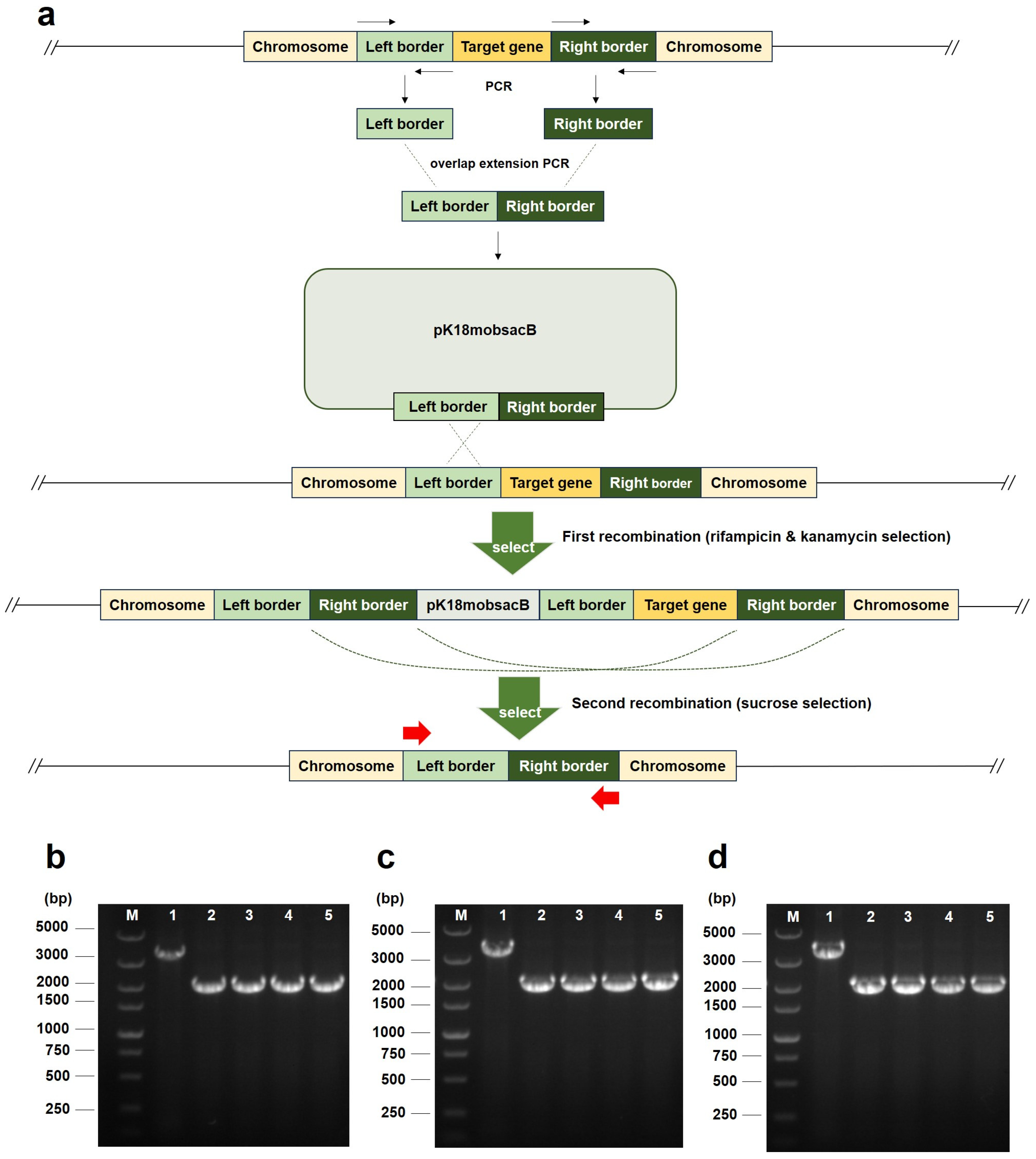 Plants 14 00925 g001