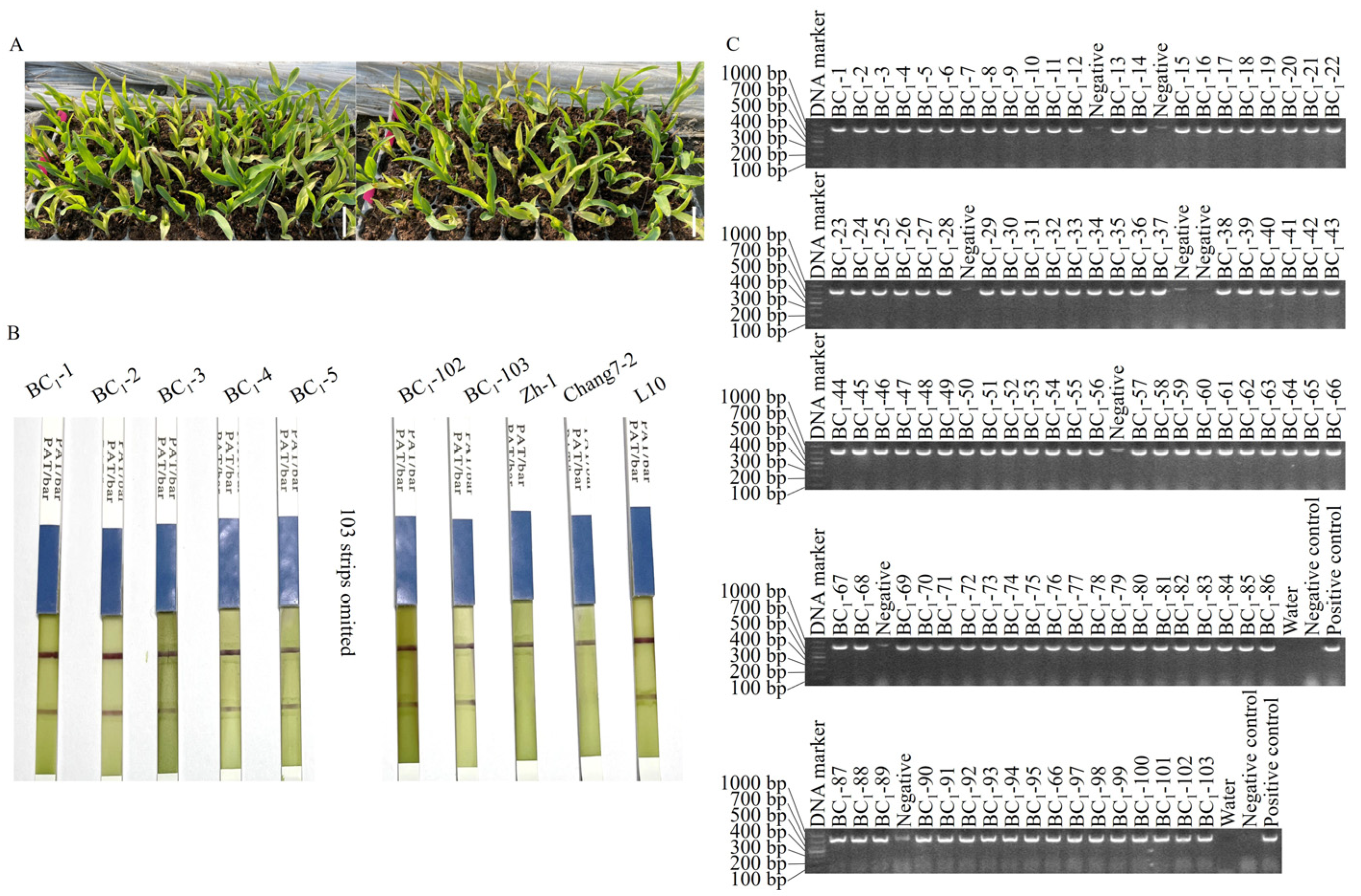 Plants 14 00926 g001