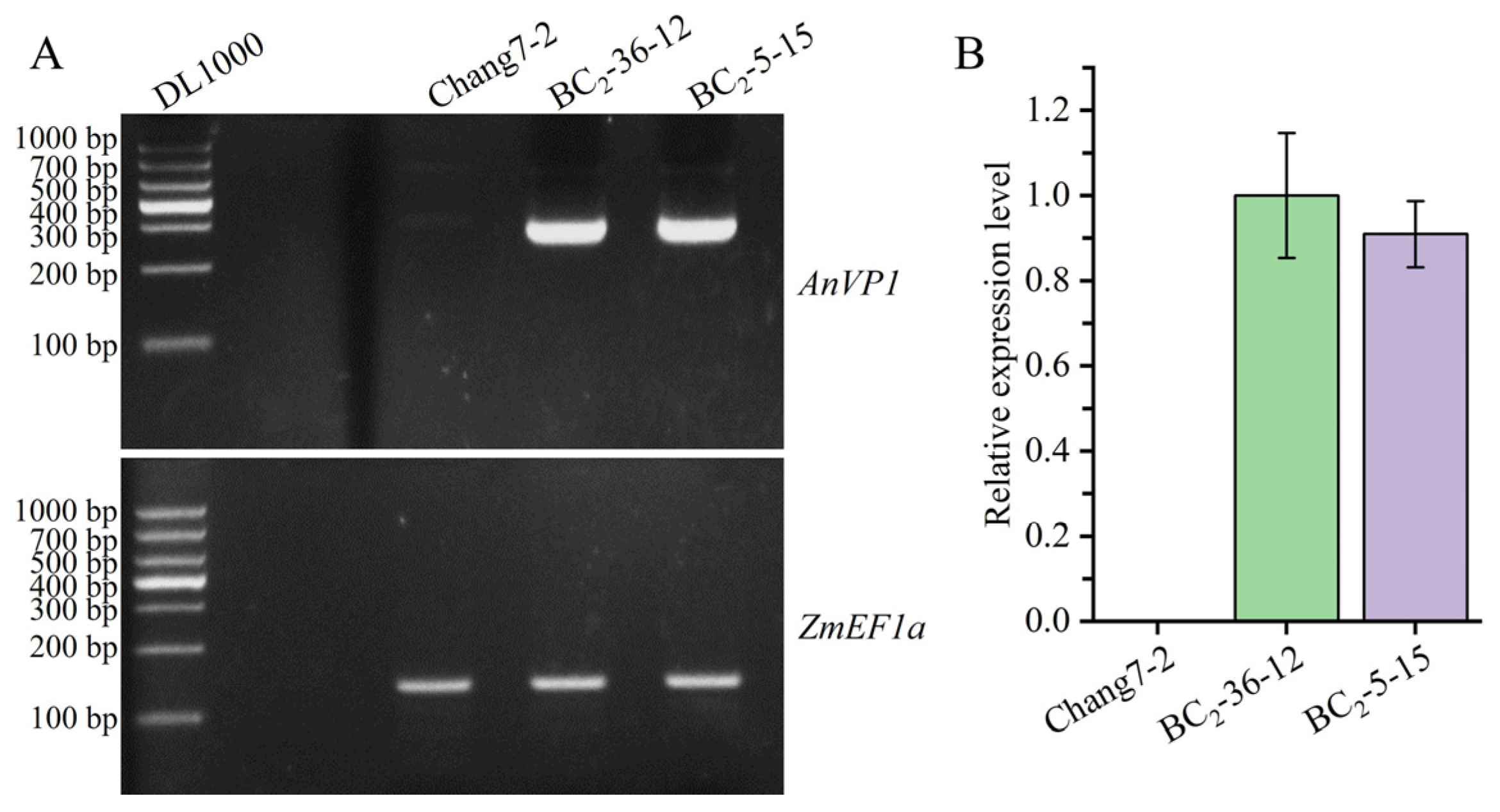 Plants 14 00926 g003