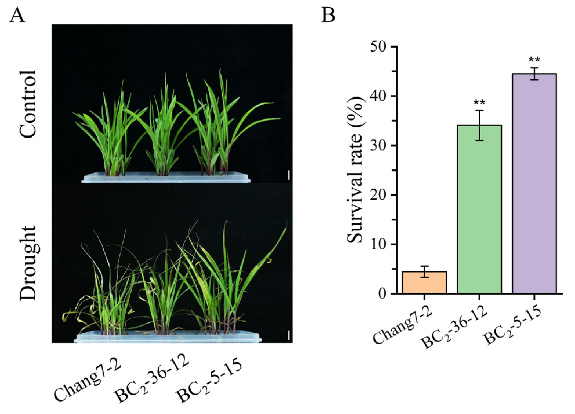Plants 14 00926 g004