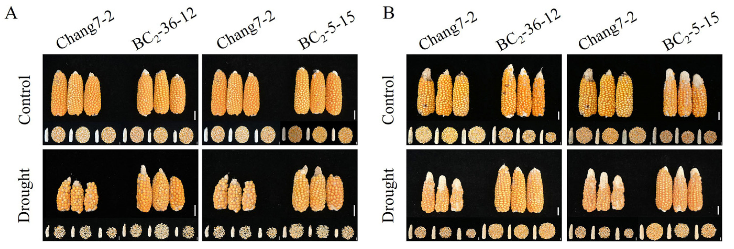 Plants 14 00926 g006