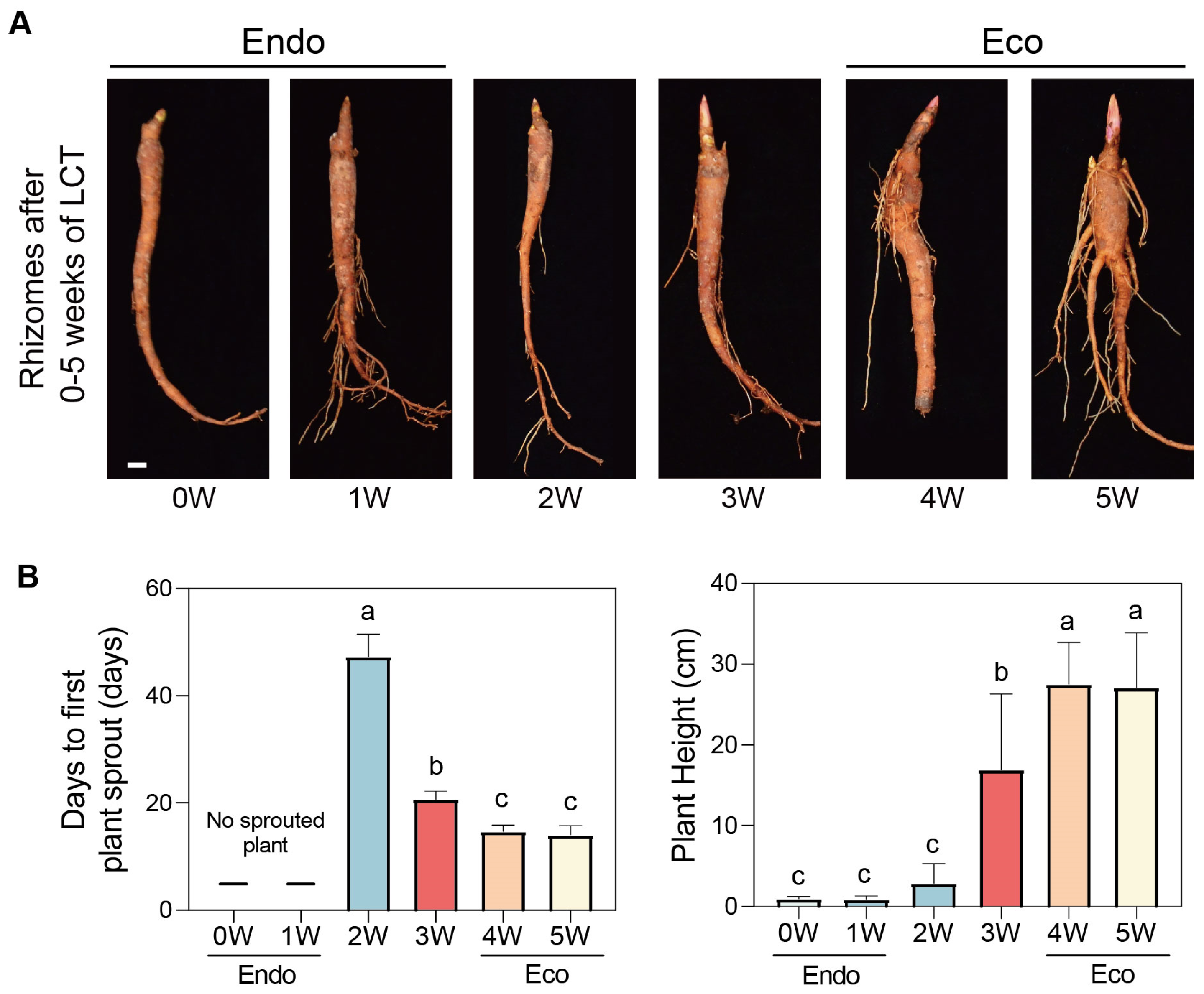 Plants 14 00928 g004