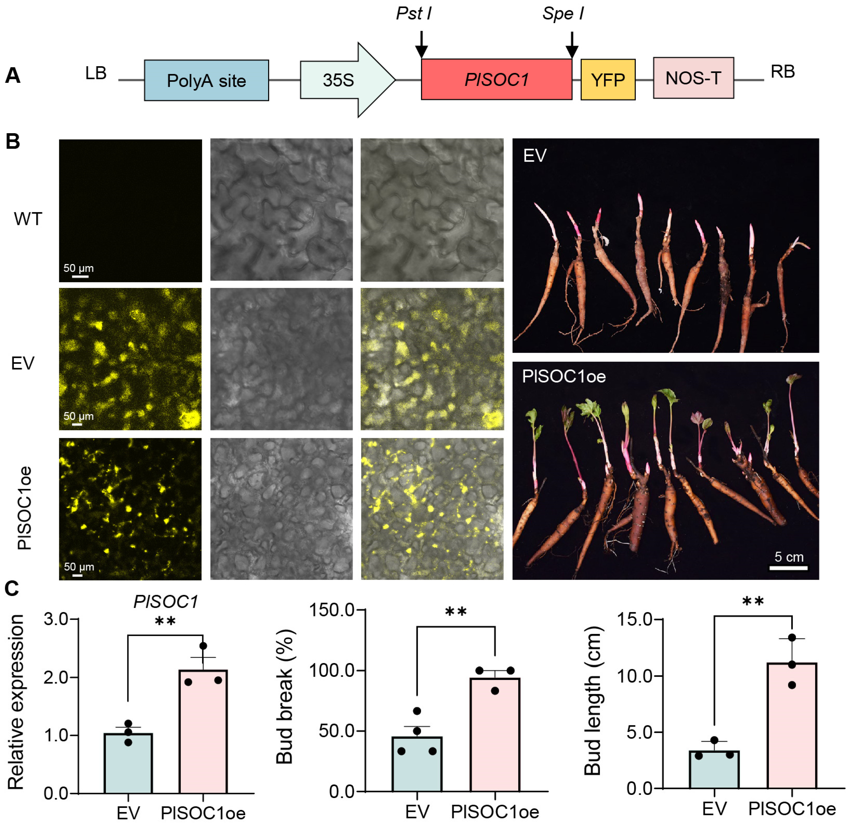 Plants 14 00928 g007