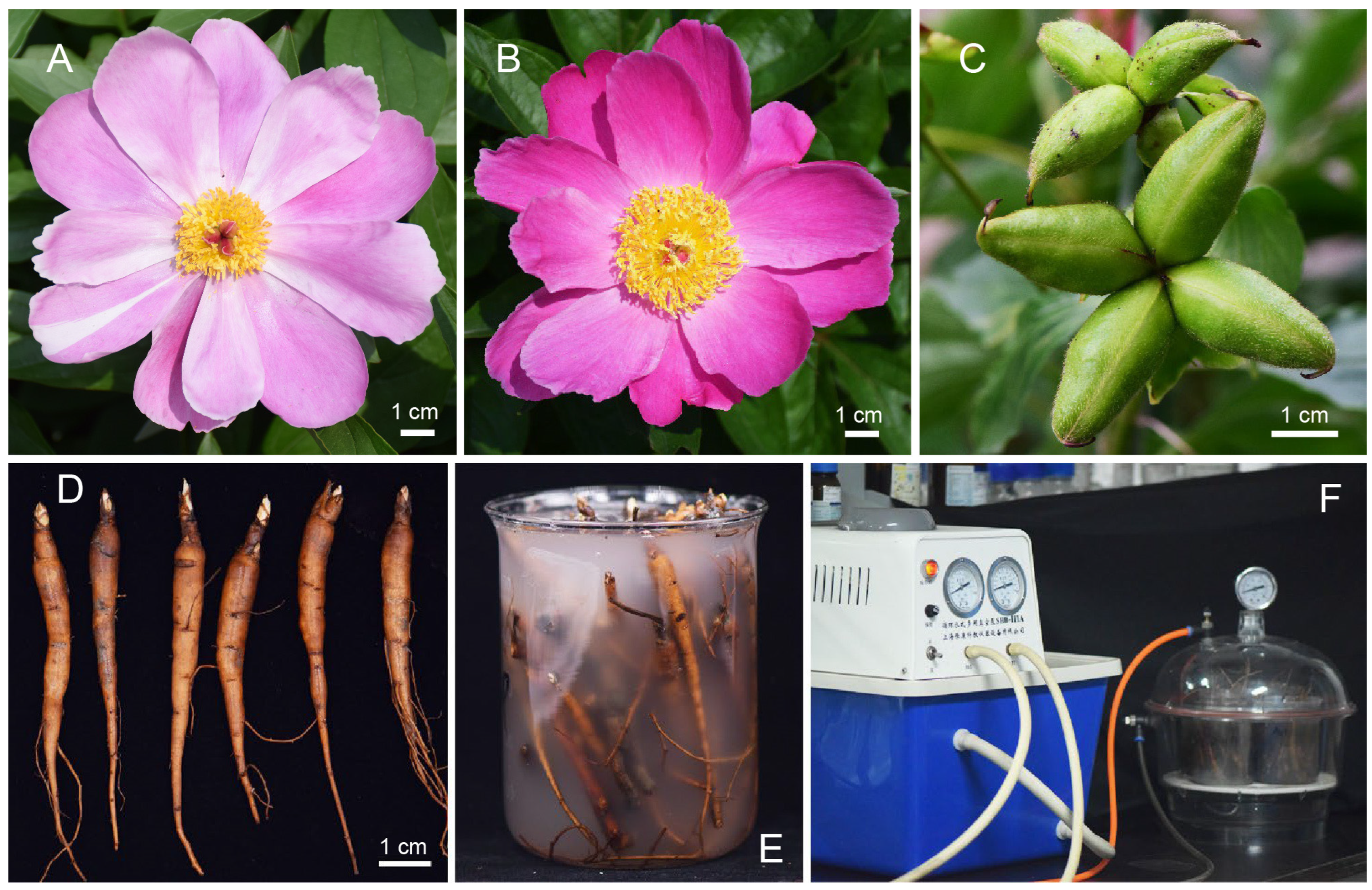 Plants 14 00928 g008