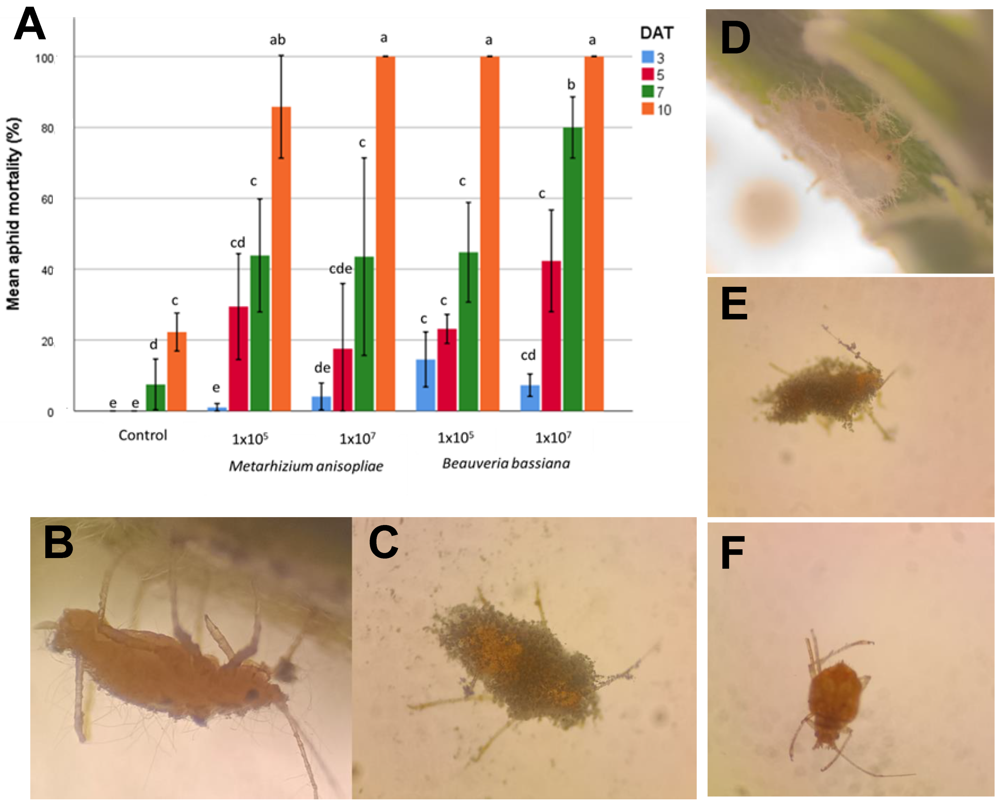 Plants 14 00931 g003