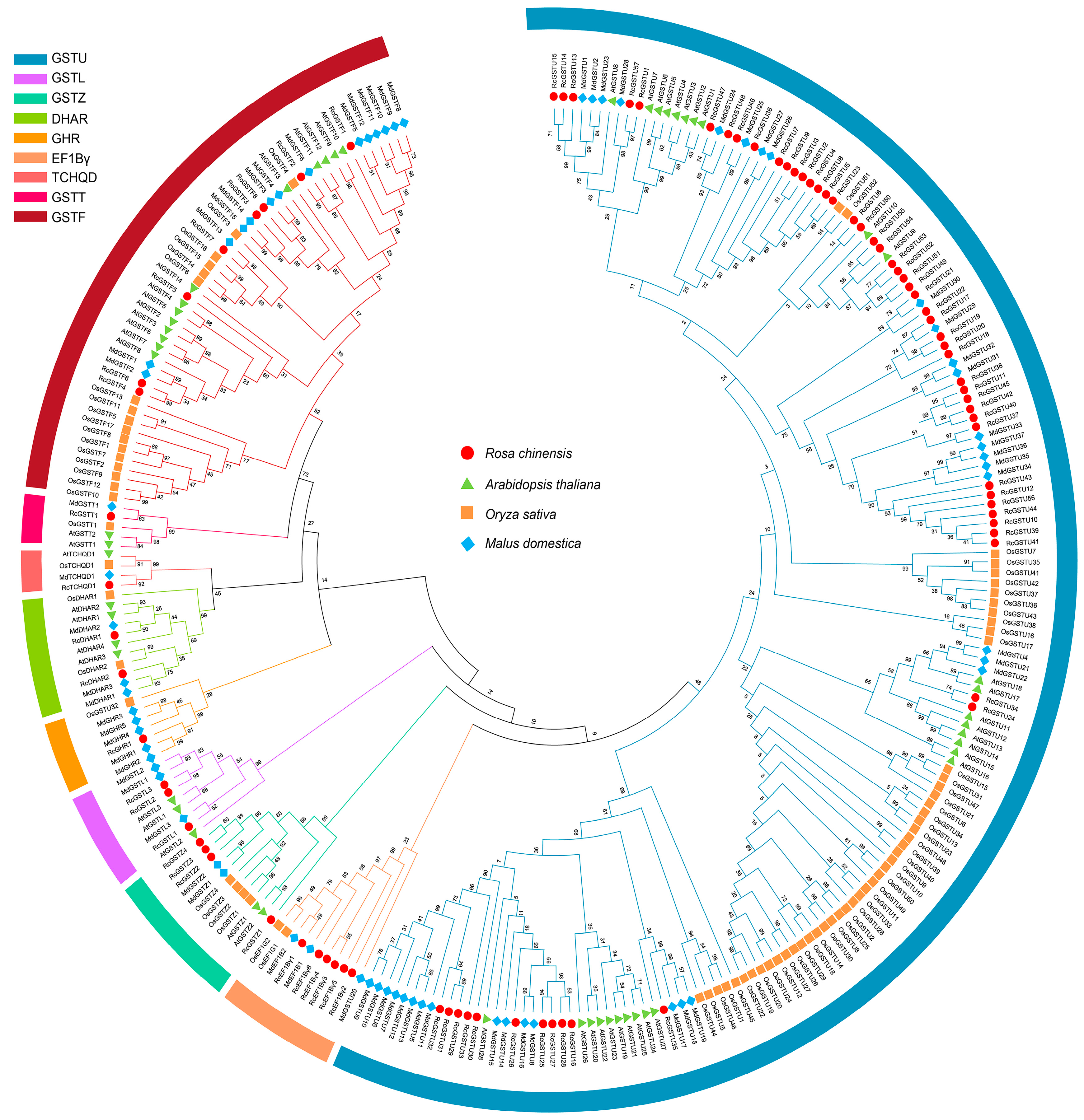 Plants 14 00932 g001 Plants 14 00932 g001