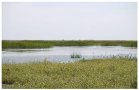 Plants 14 00933 i001