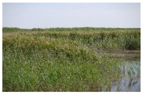 Plants 14 00933 i002