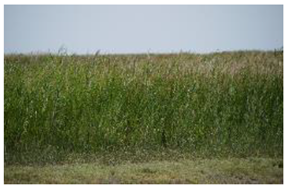 Plants 14 00933 i003