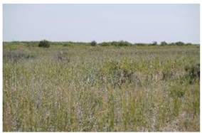 Plants 14 00933 i004