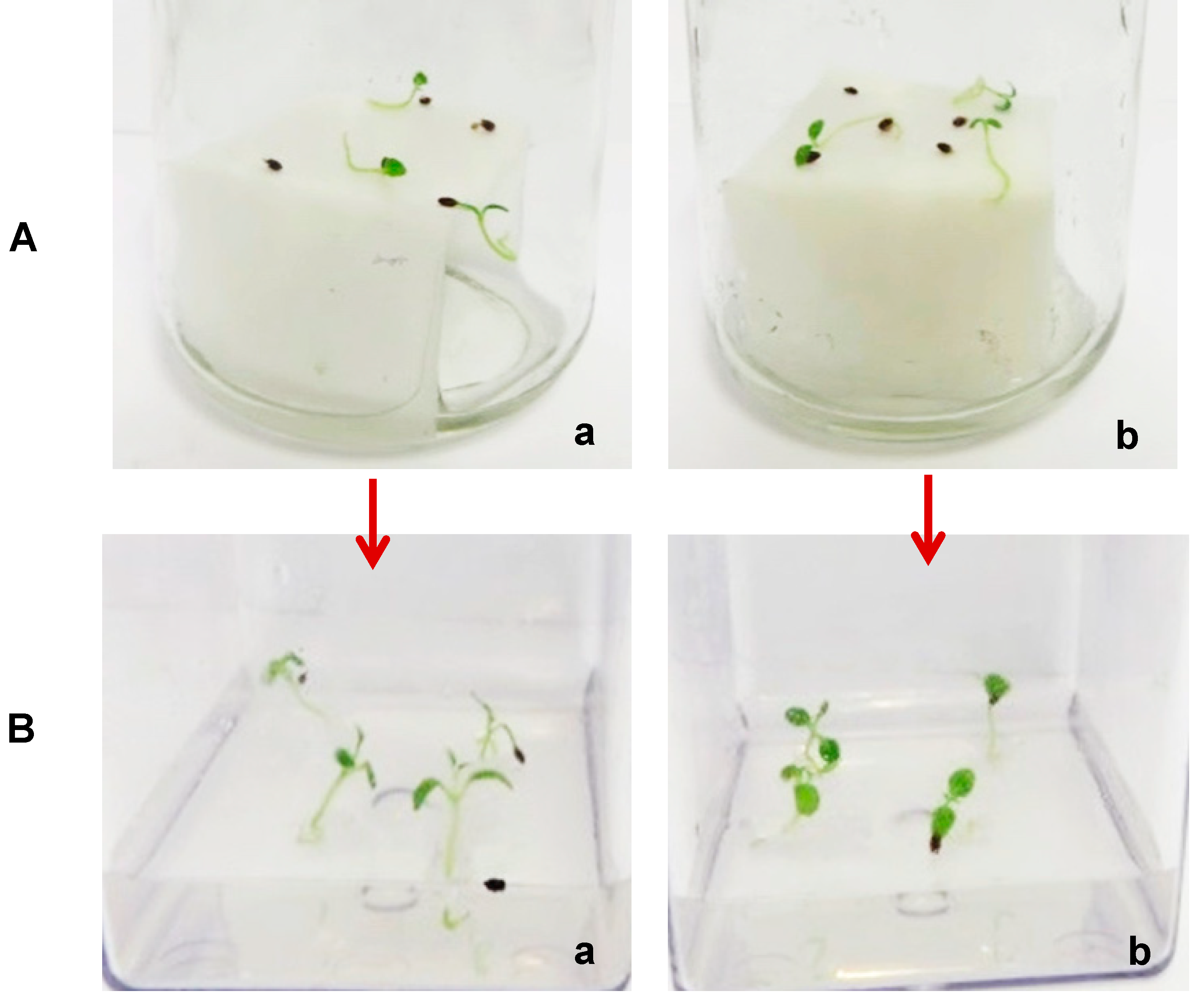 Plants 14 00939 g001