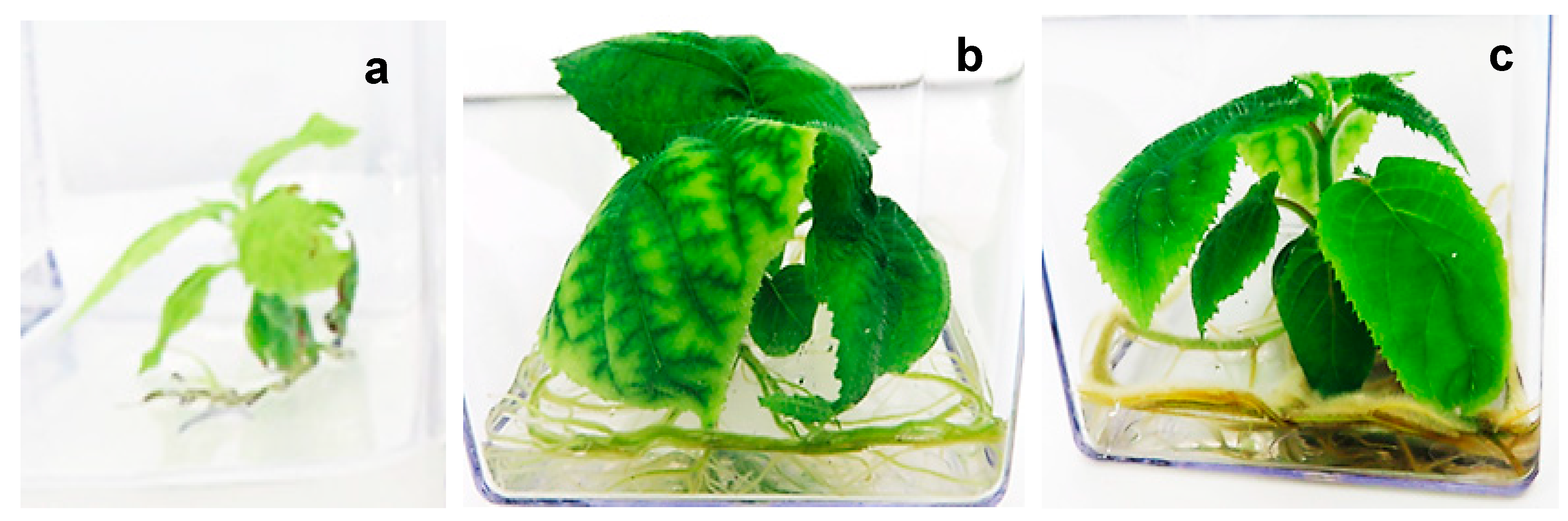 Plants 14 00939 g002