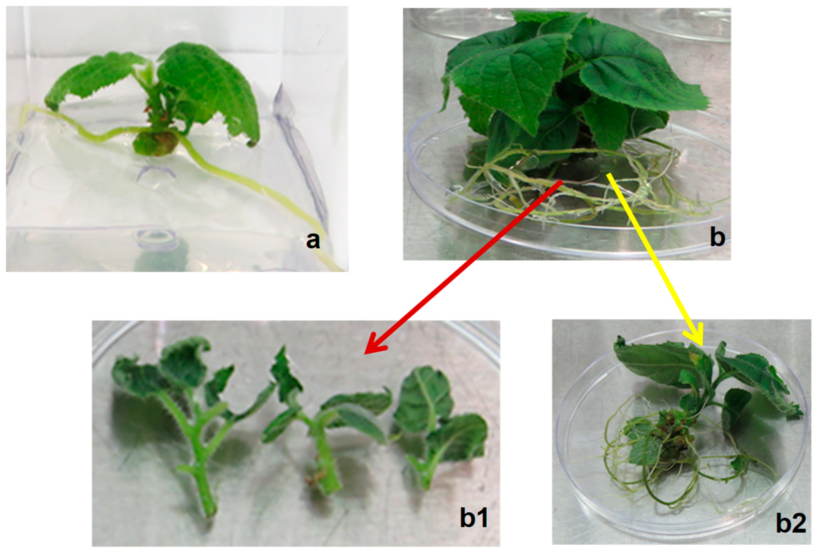 Plants 14 00939 g003