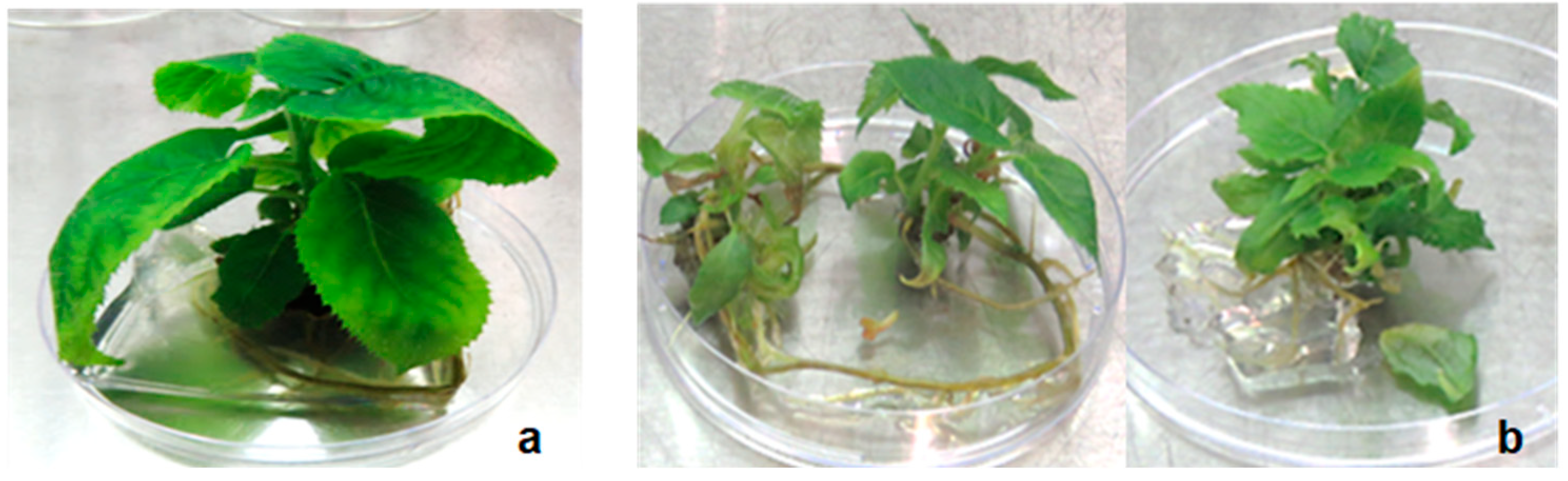 Plants 14 00939 g004