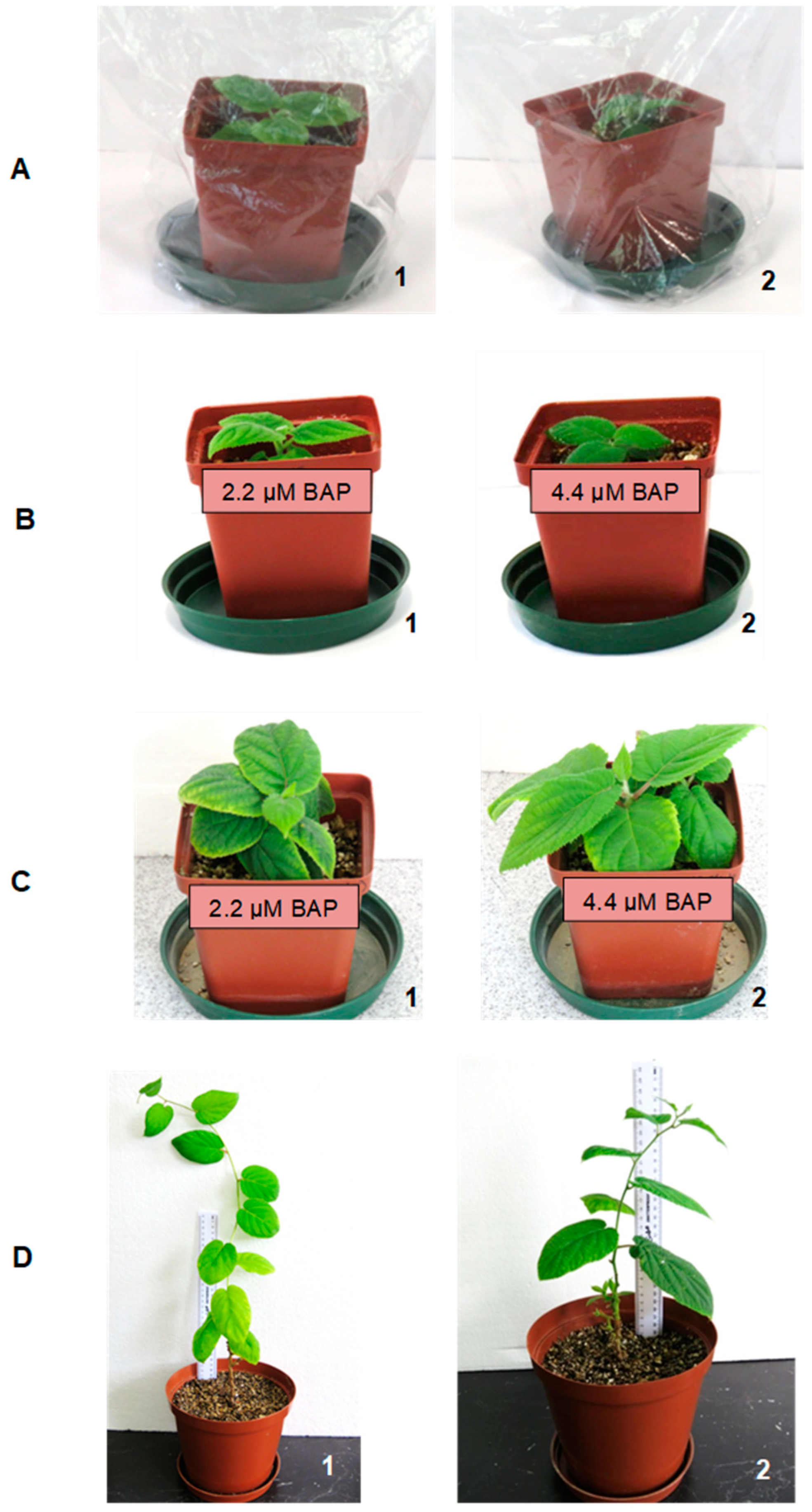 Plants 14 00939 g005