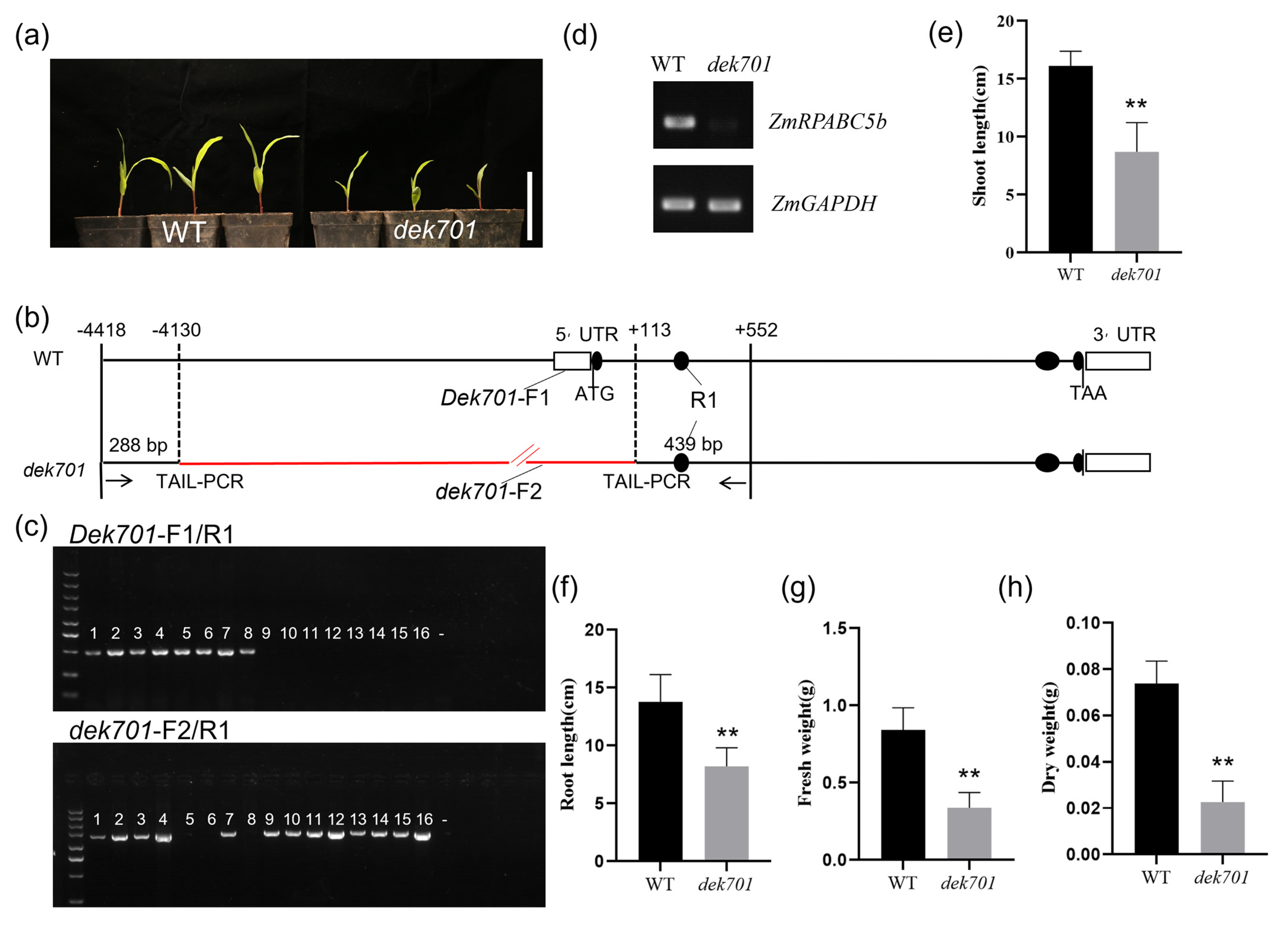 Plants 14 00941 g001