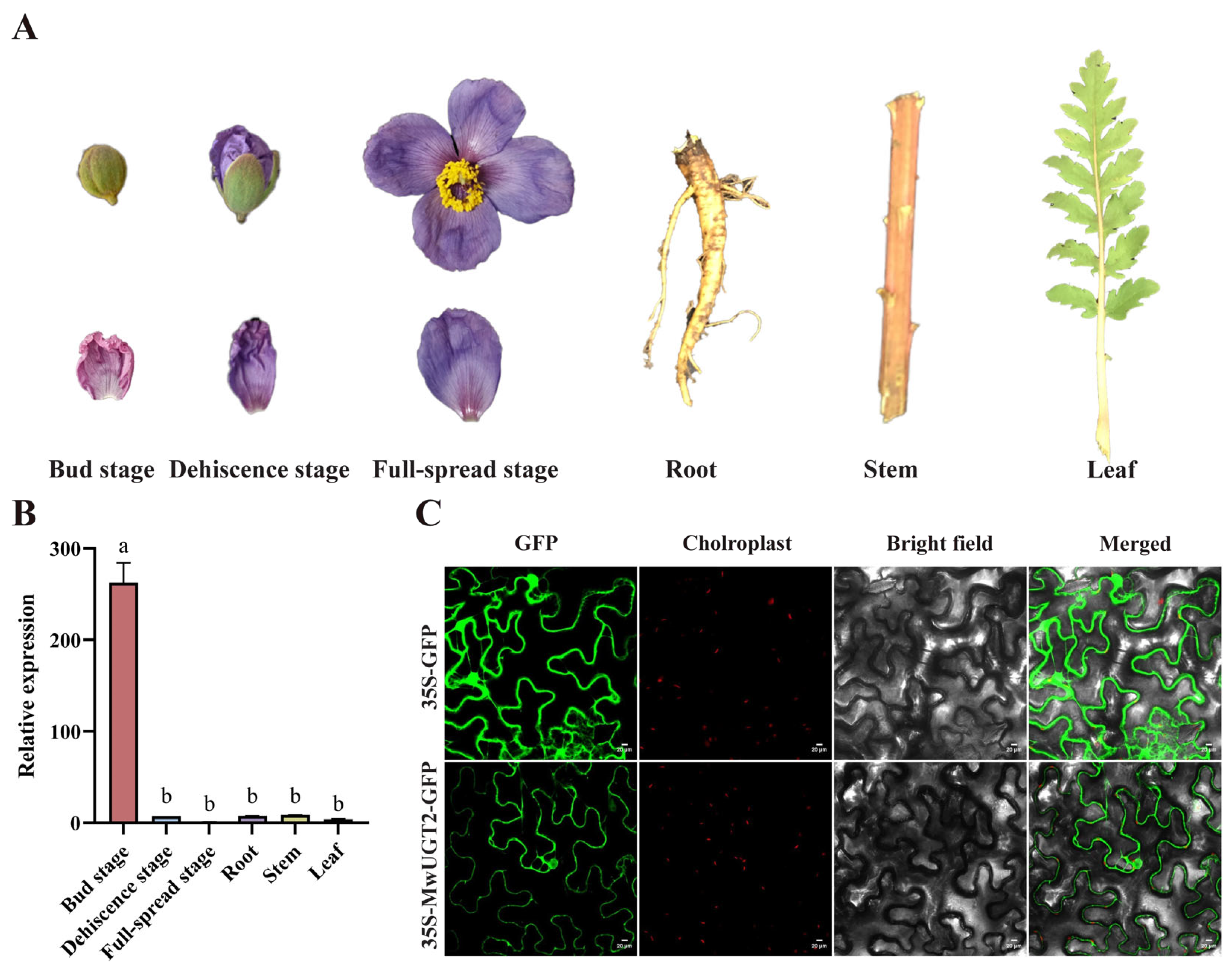 Plants 14 00944 g003
