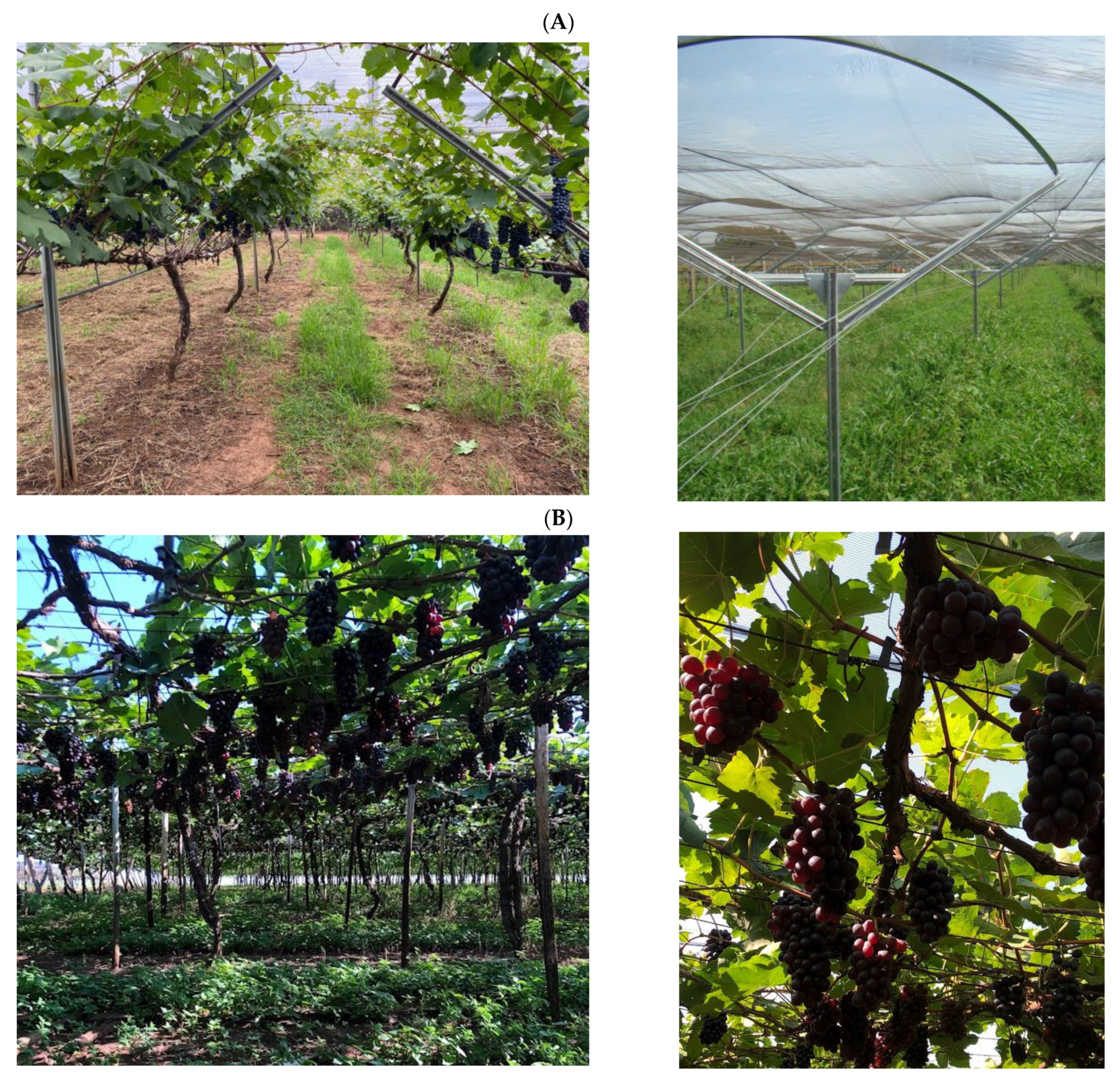 Plants 14 00949 g004