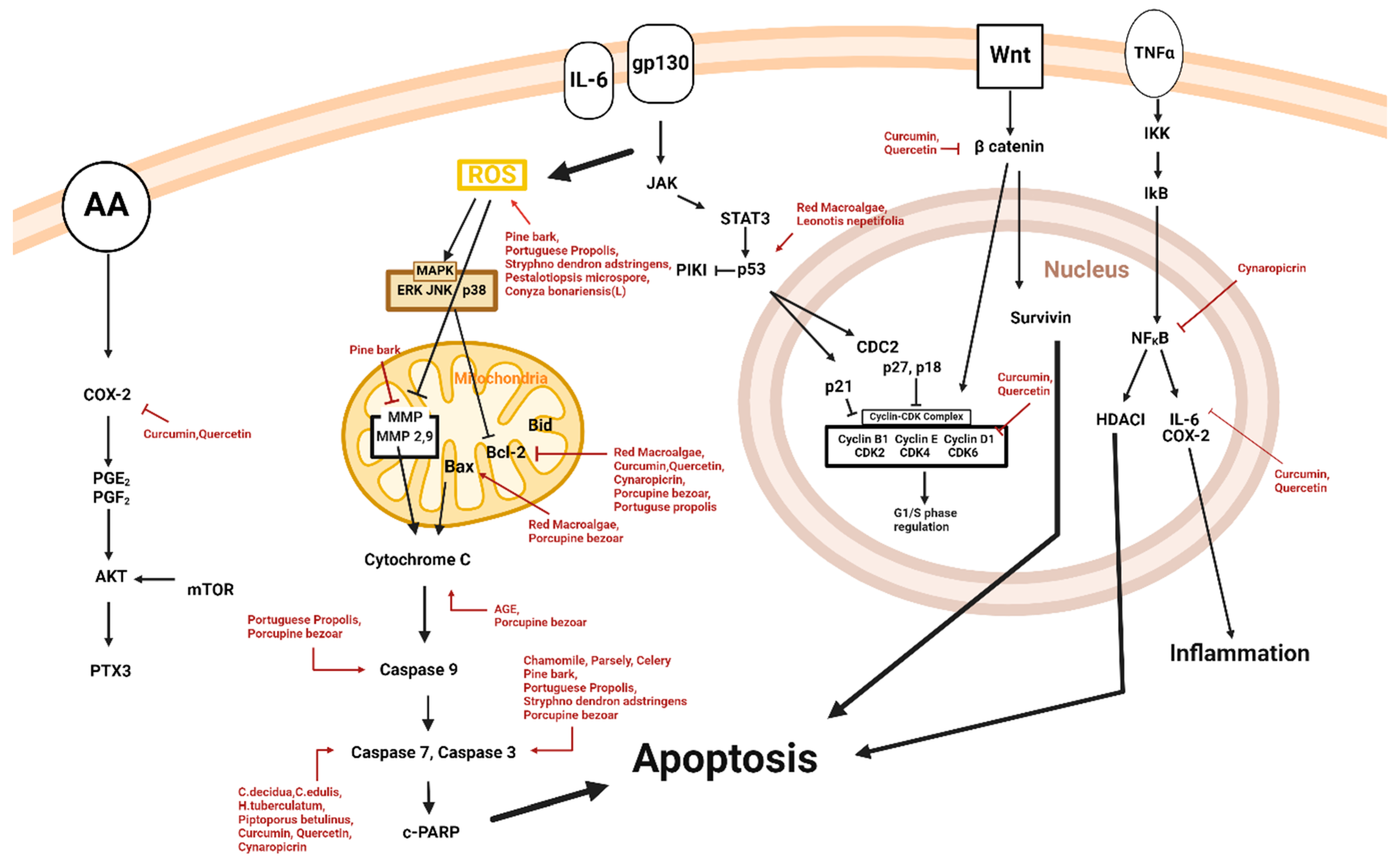 Plants 14 00951 g002