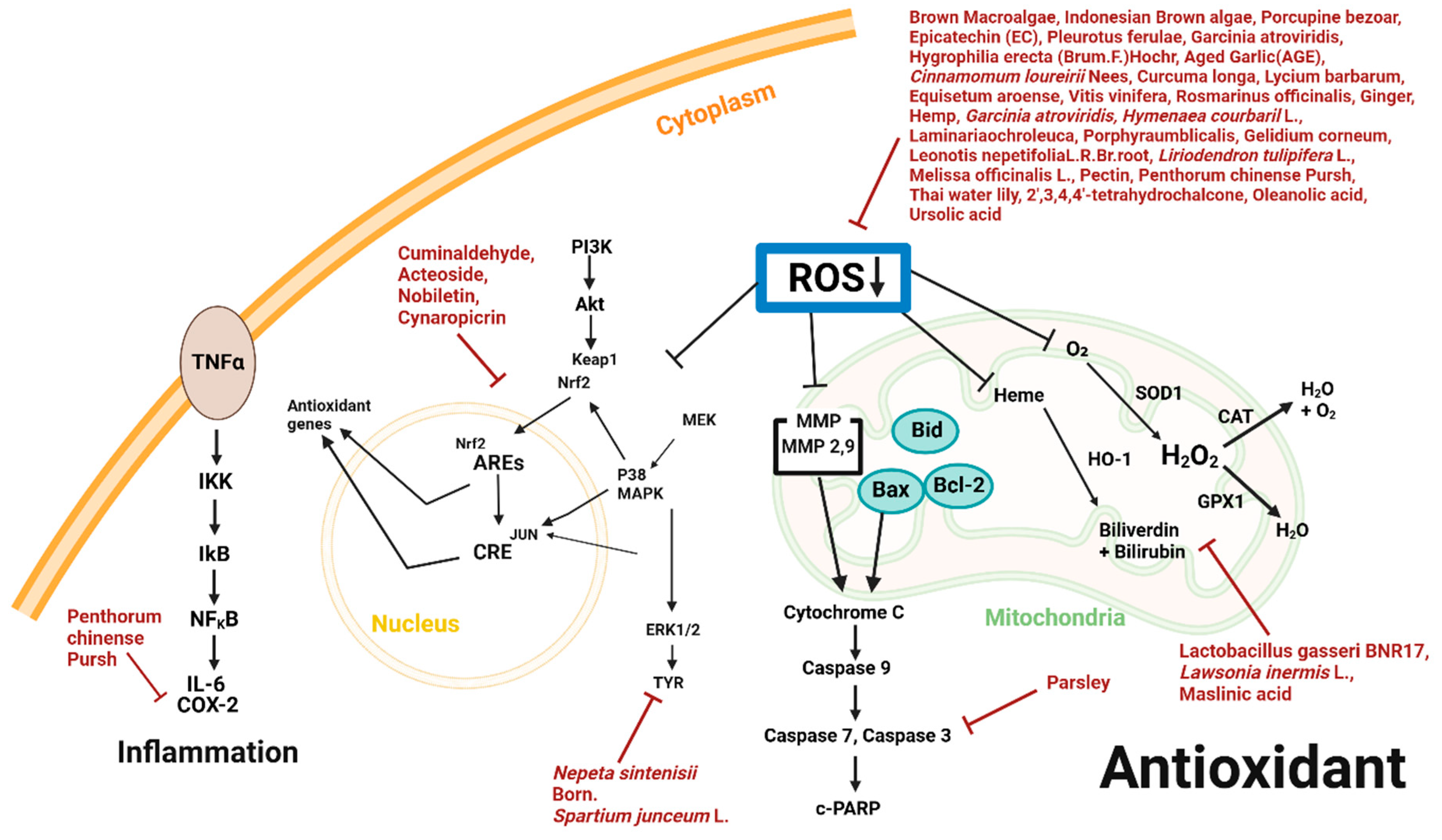 Plants 14 00951 g004