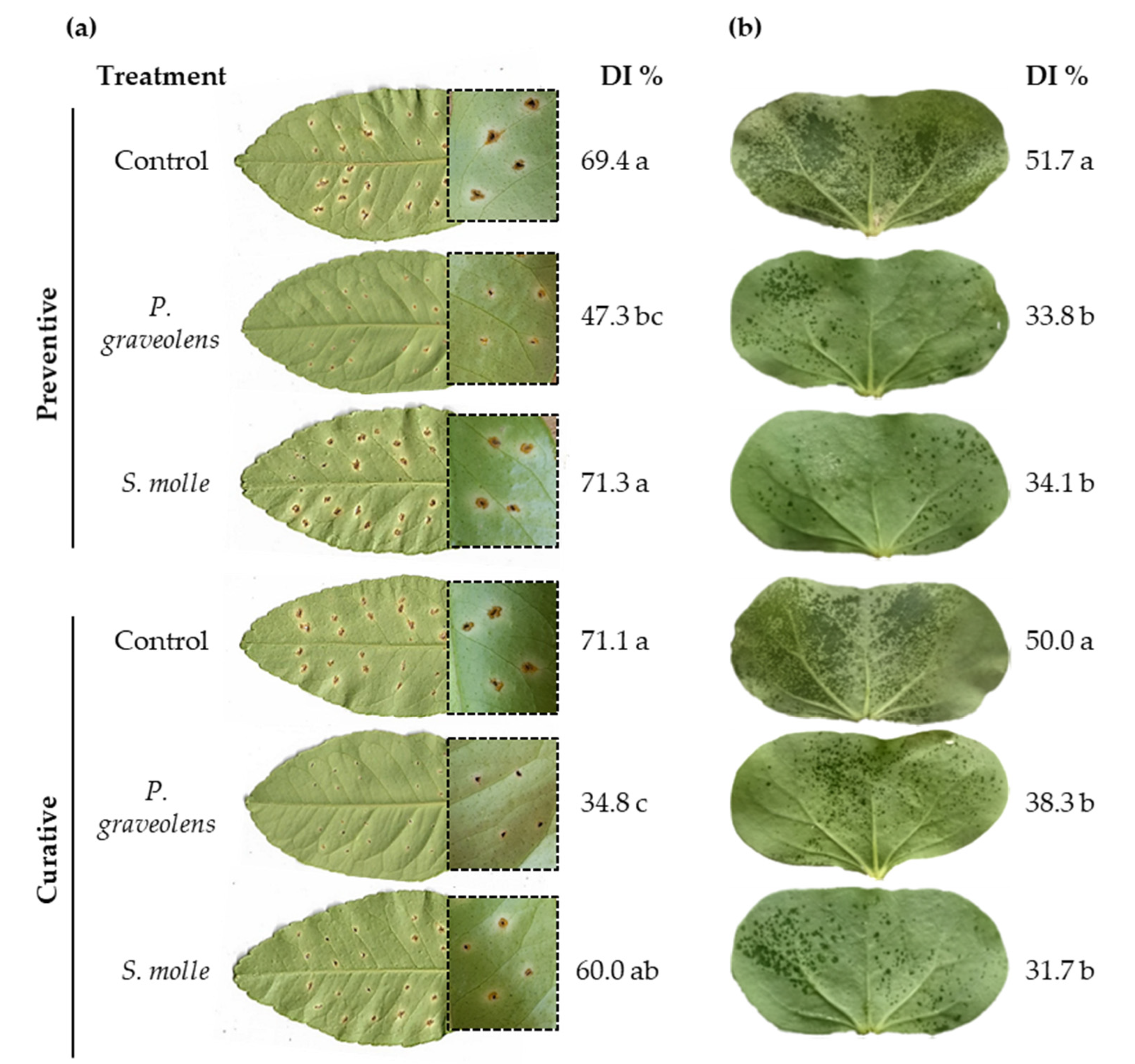 Plants 14 00957 g003