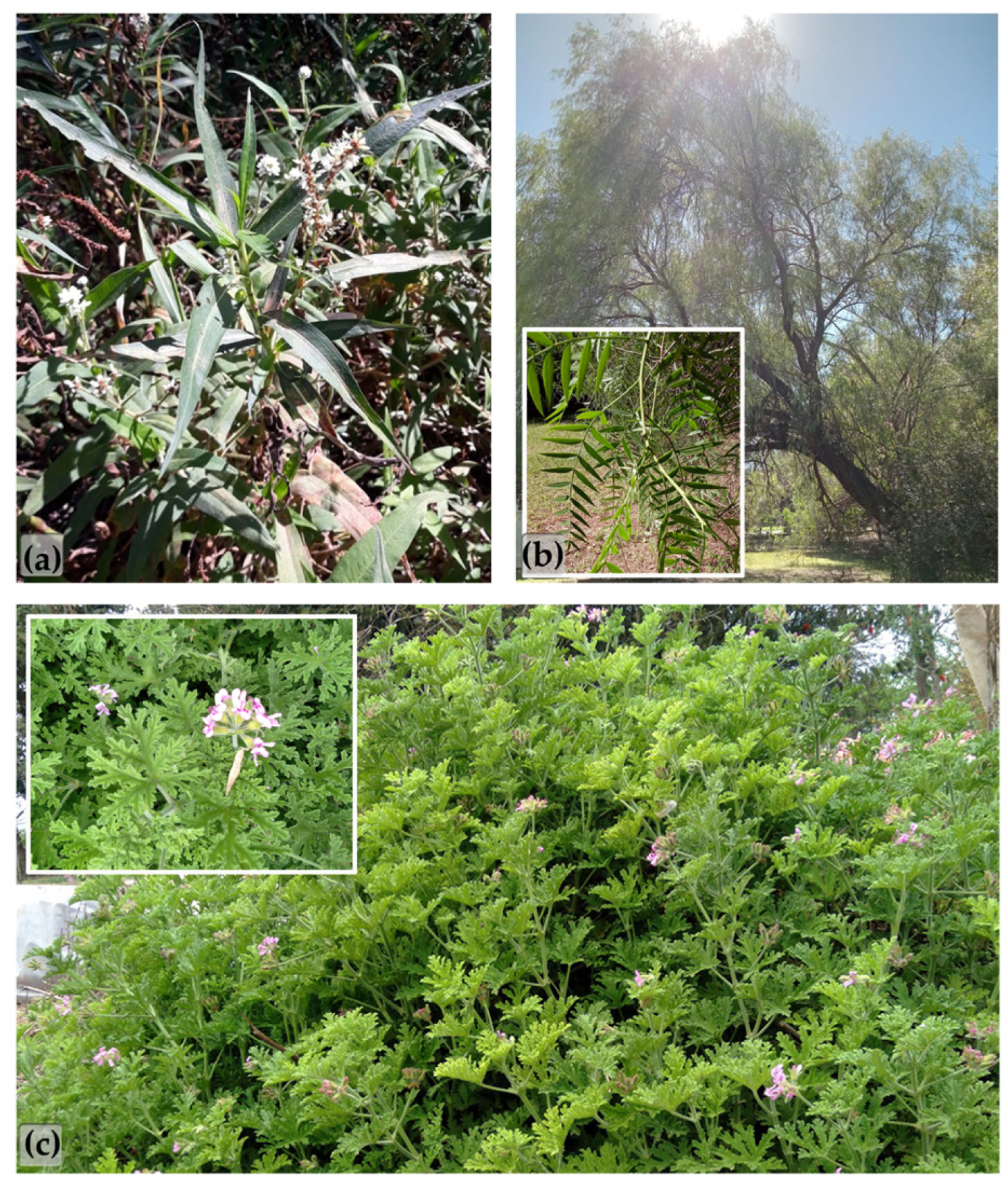 Plants 14 00957 g005