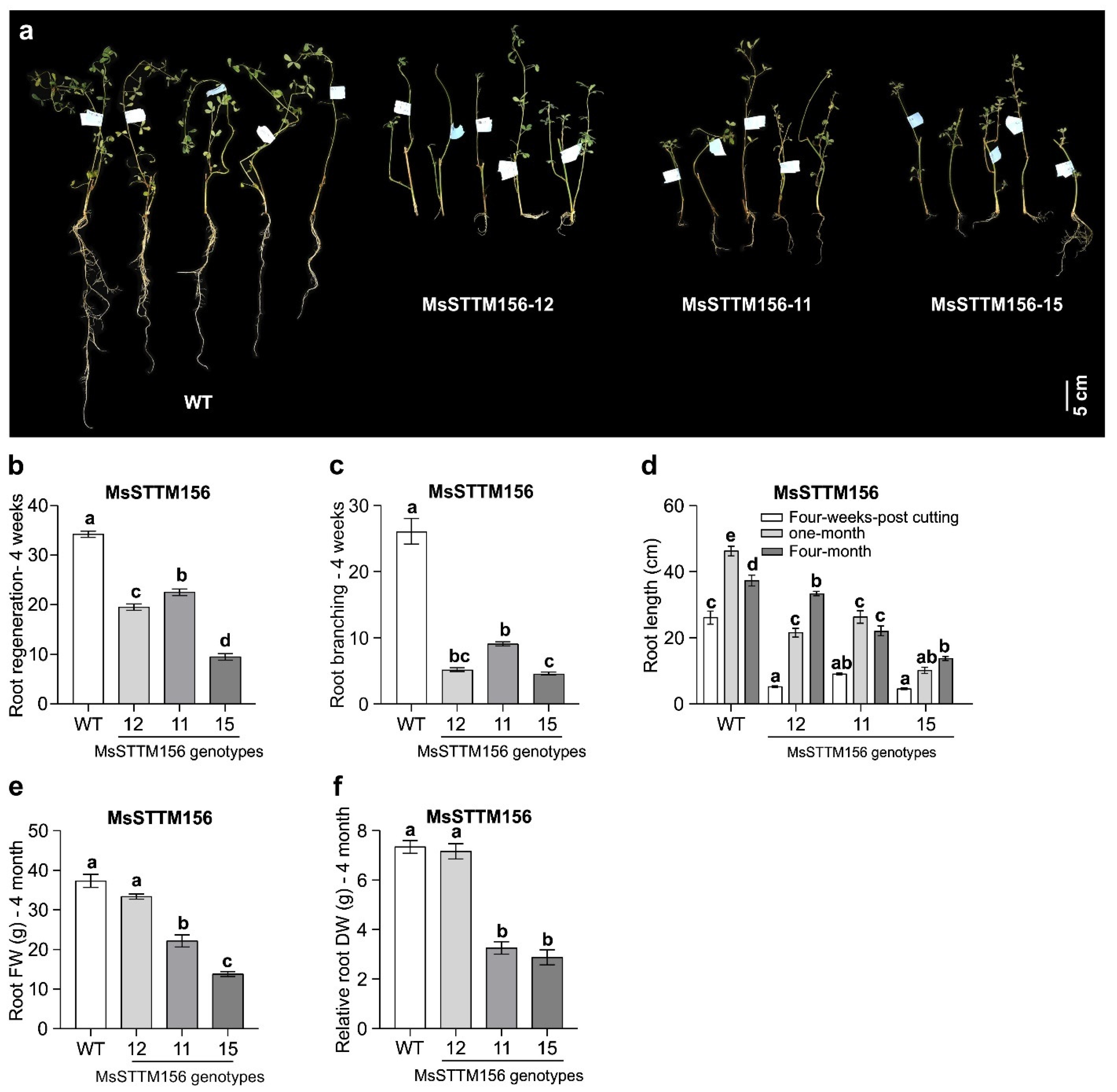 Plants 14 00958 g003