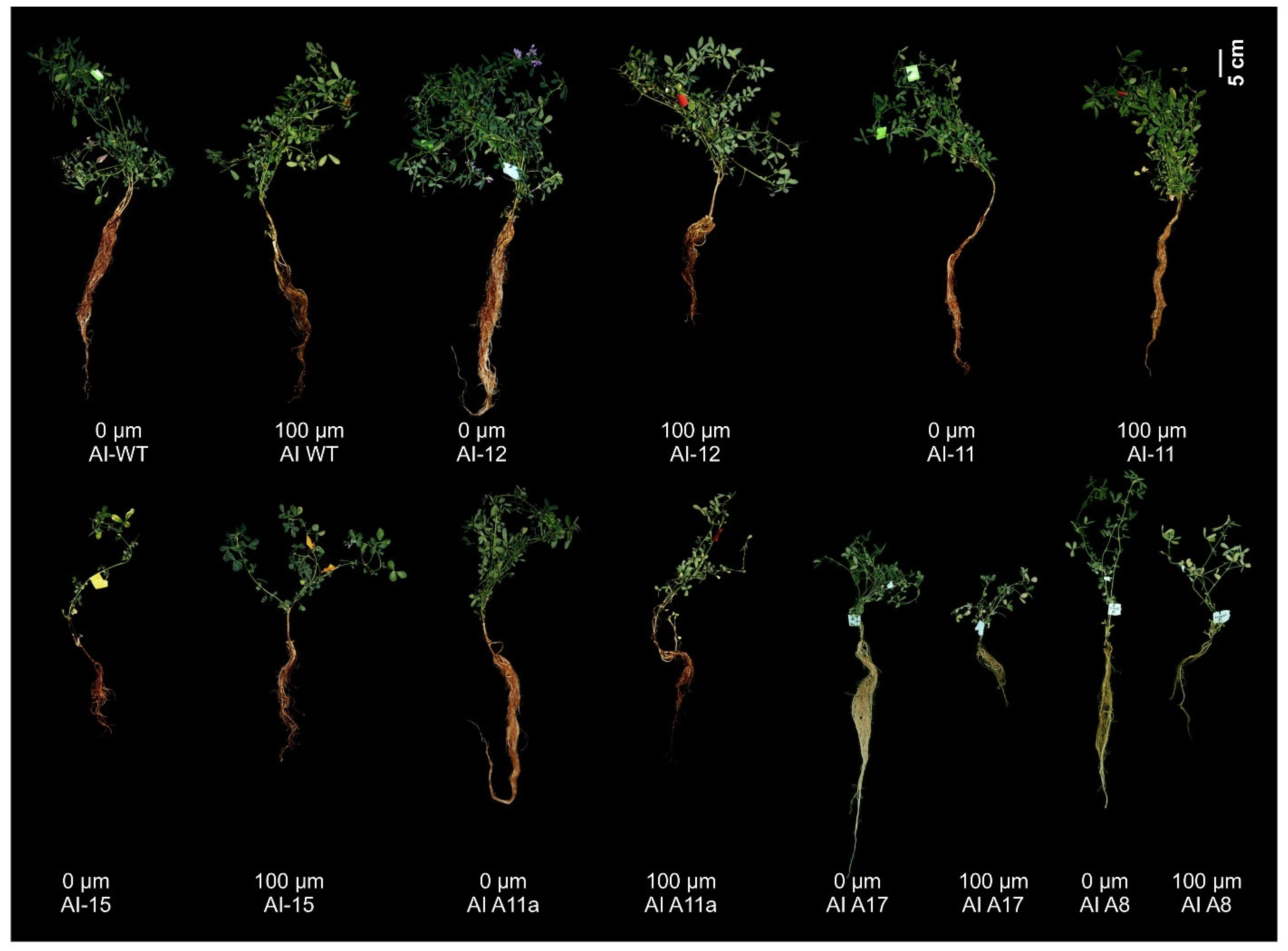 Plants 14 00958 g005