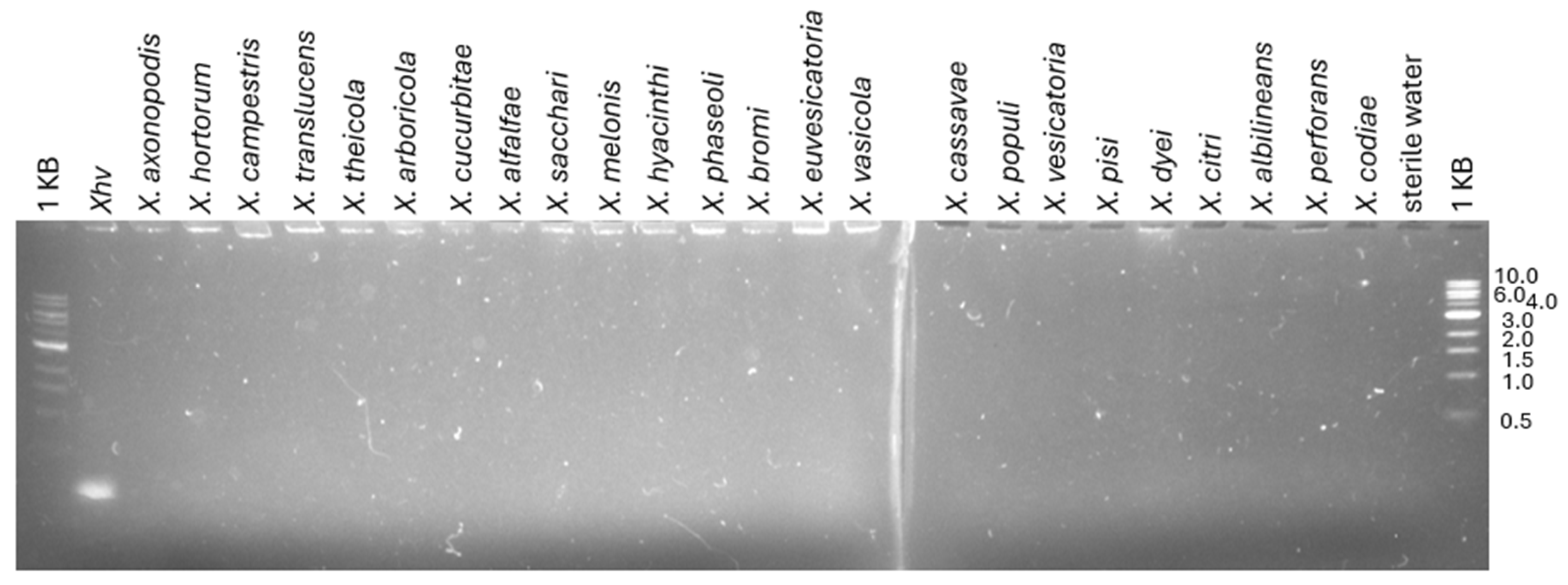 Plants 14 00964 g002