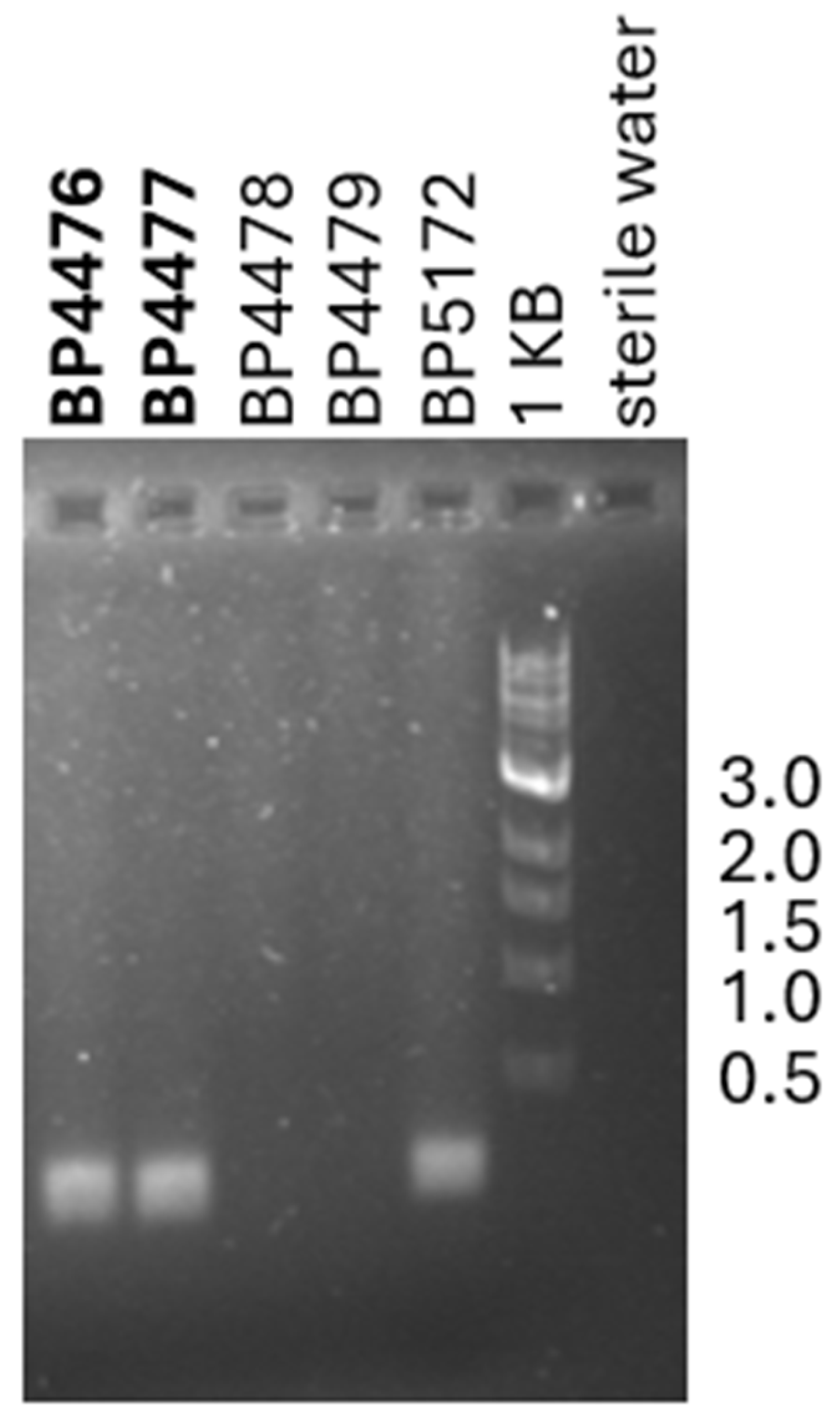 Plants 14 00964 g003
