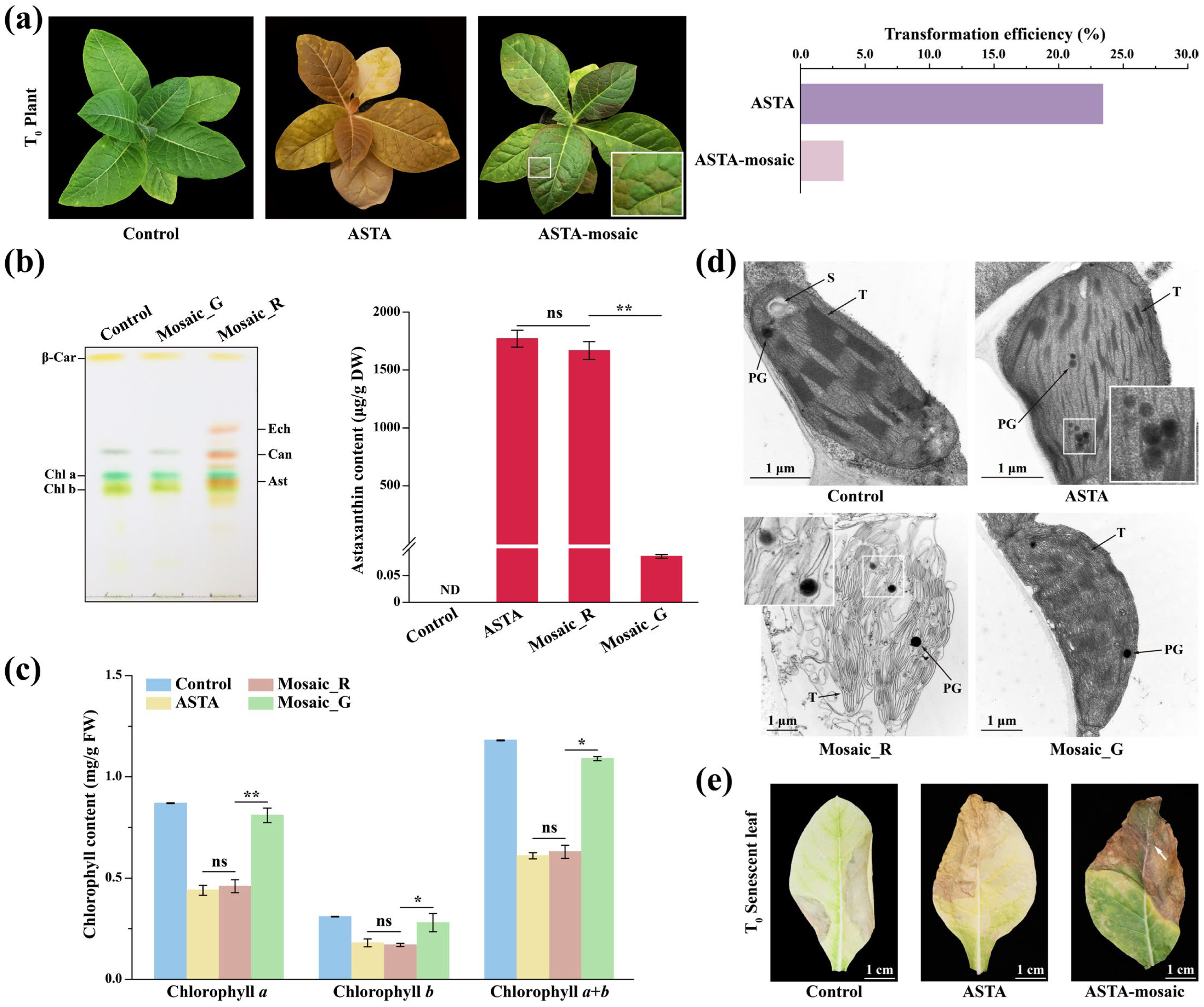 Plants 14 00965 g001