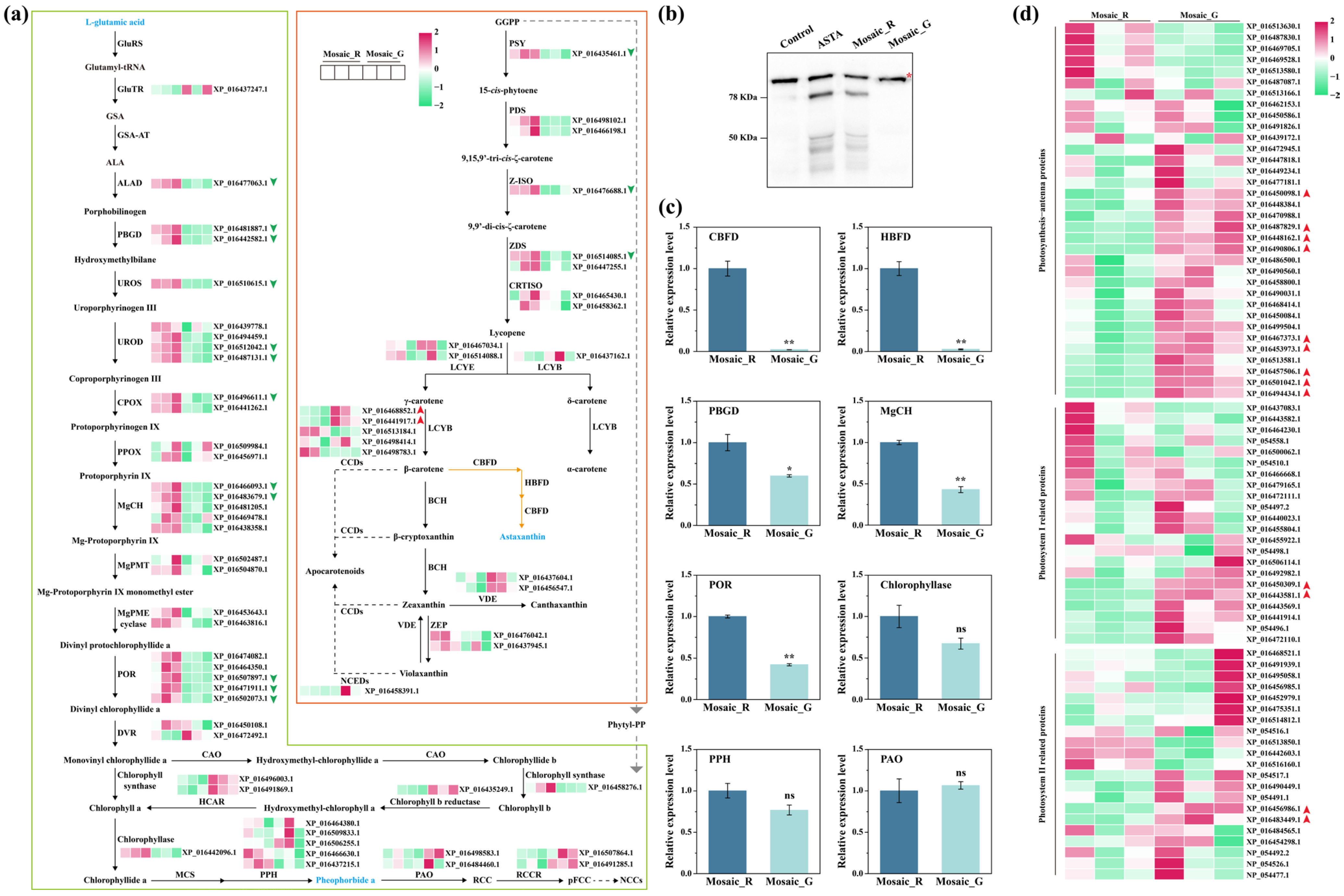 Plants 14 00965 g004