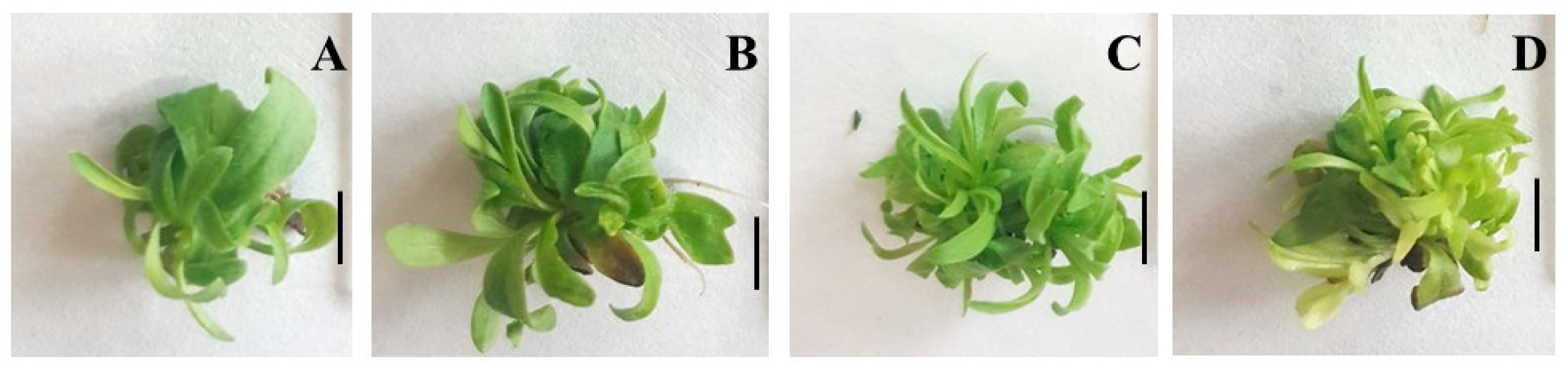 Plants 14 00967 g001