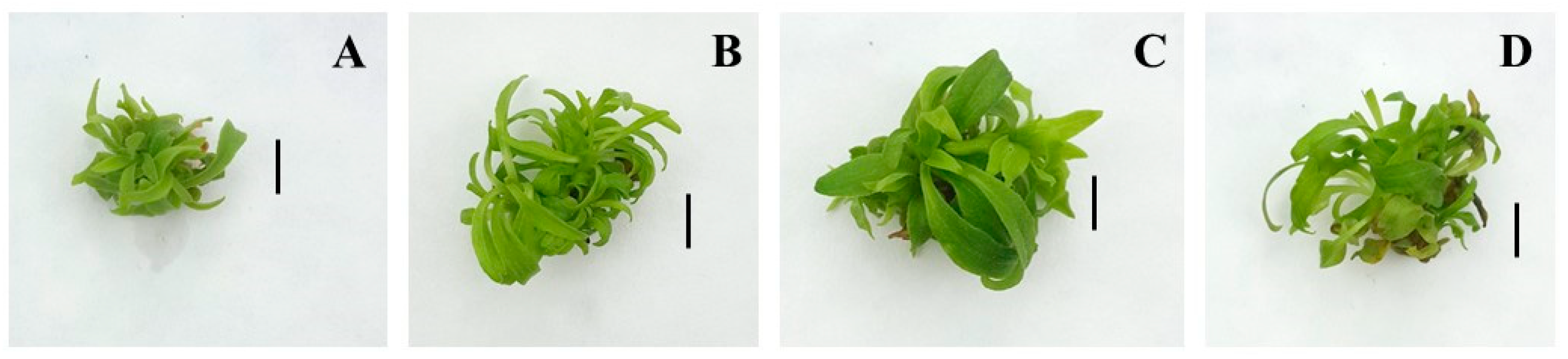 Plants 14 00967 g007