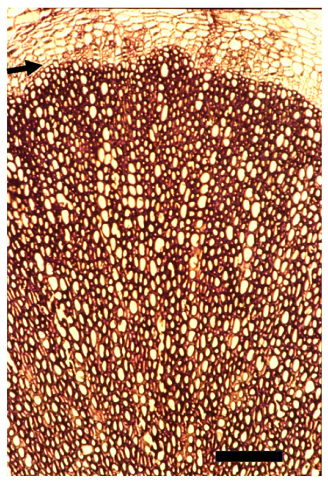 Plants 14 00971 g001