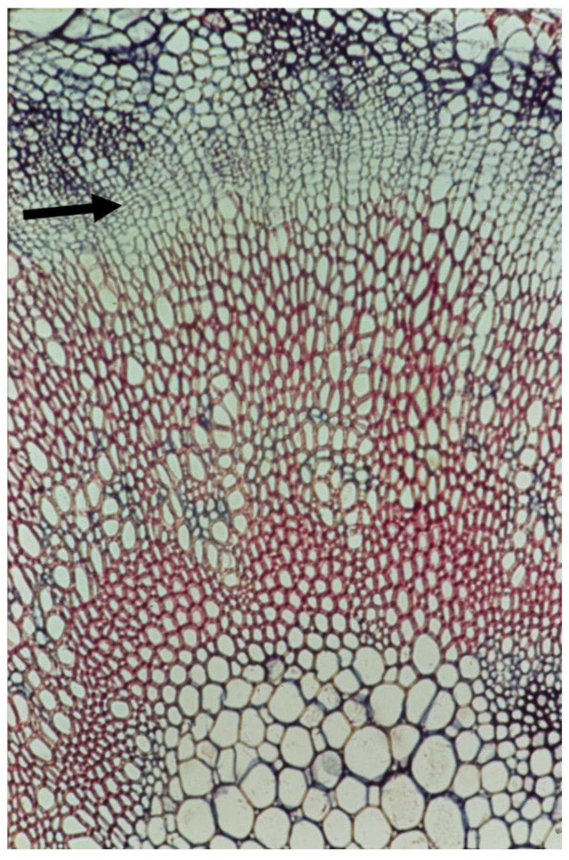 Plants 14 00971 g002