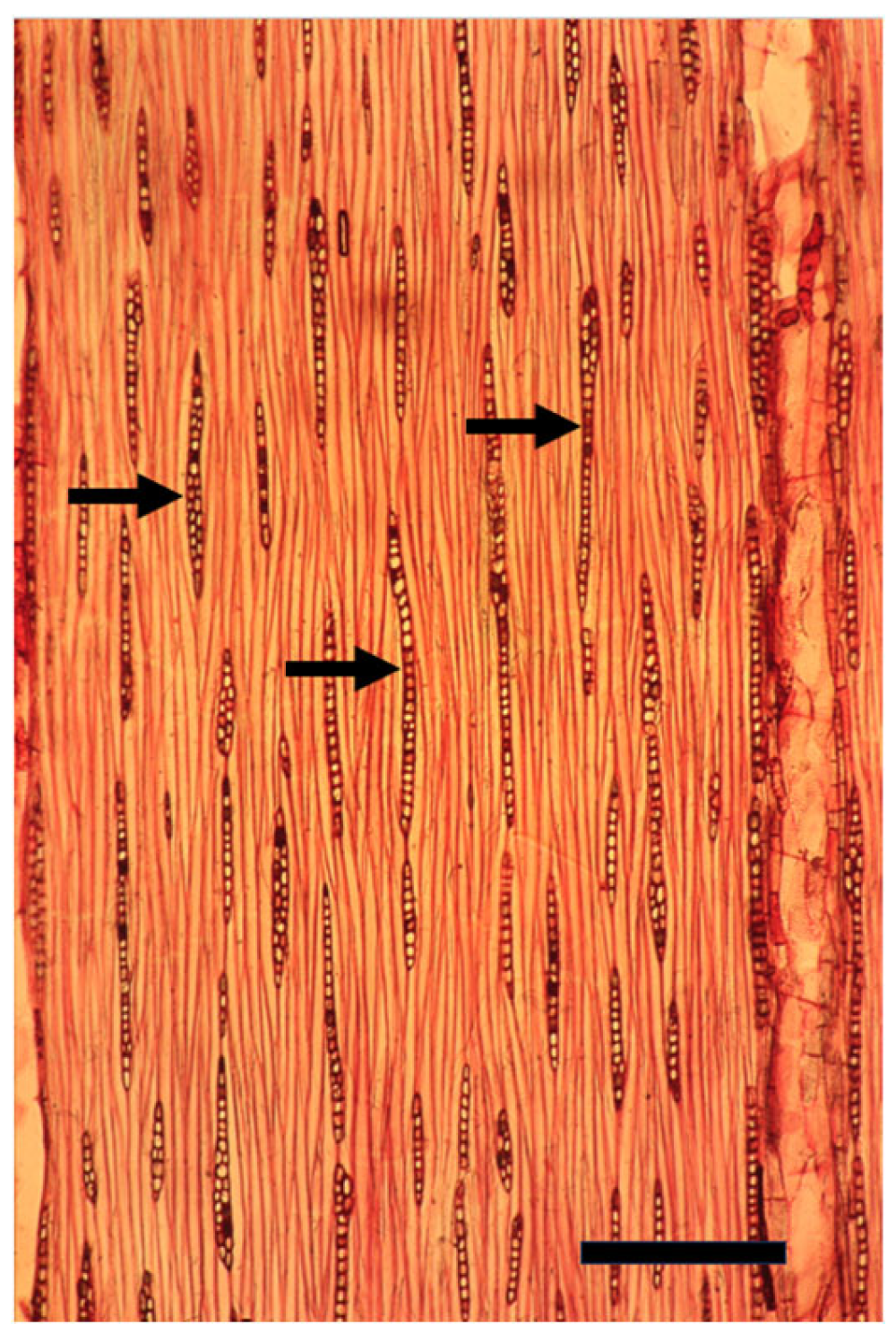 Plants 14 00971 g006