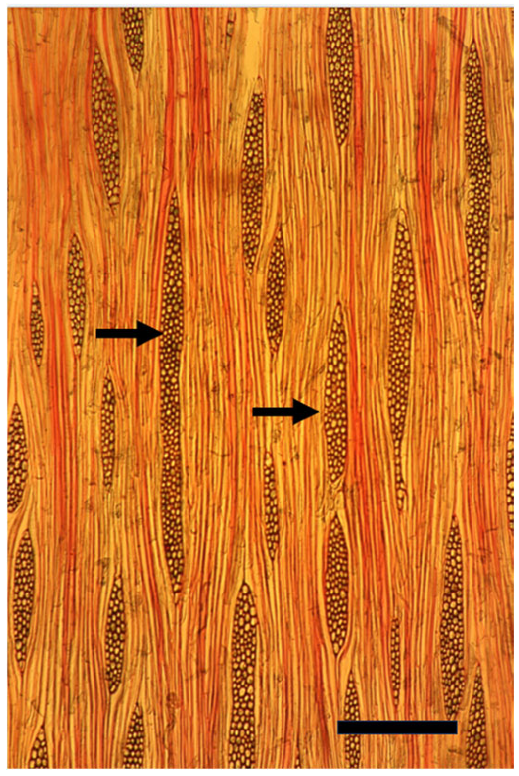 Plants 14 00971 g007