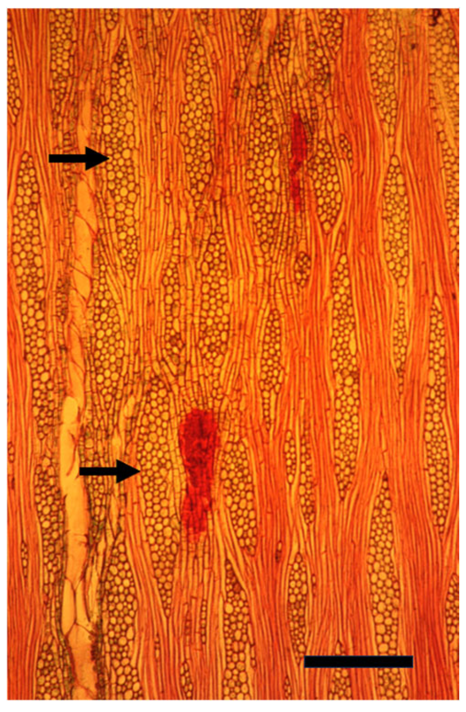 Plants 14 00971 g008