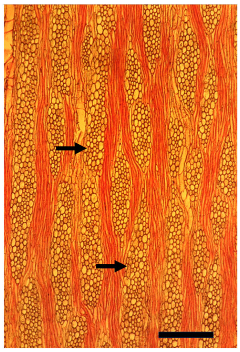 Plants 14 00971 g009