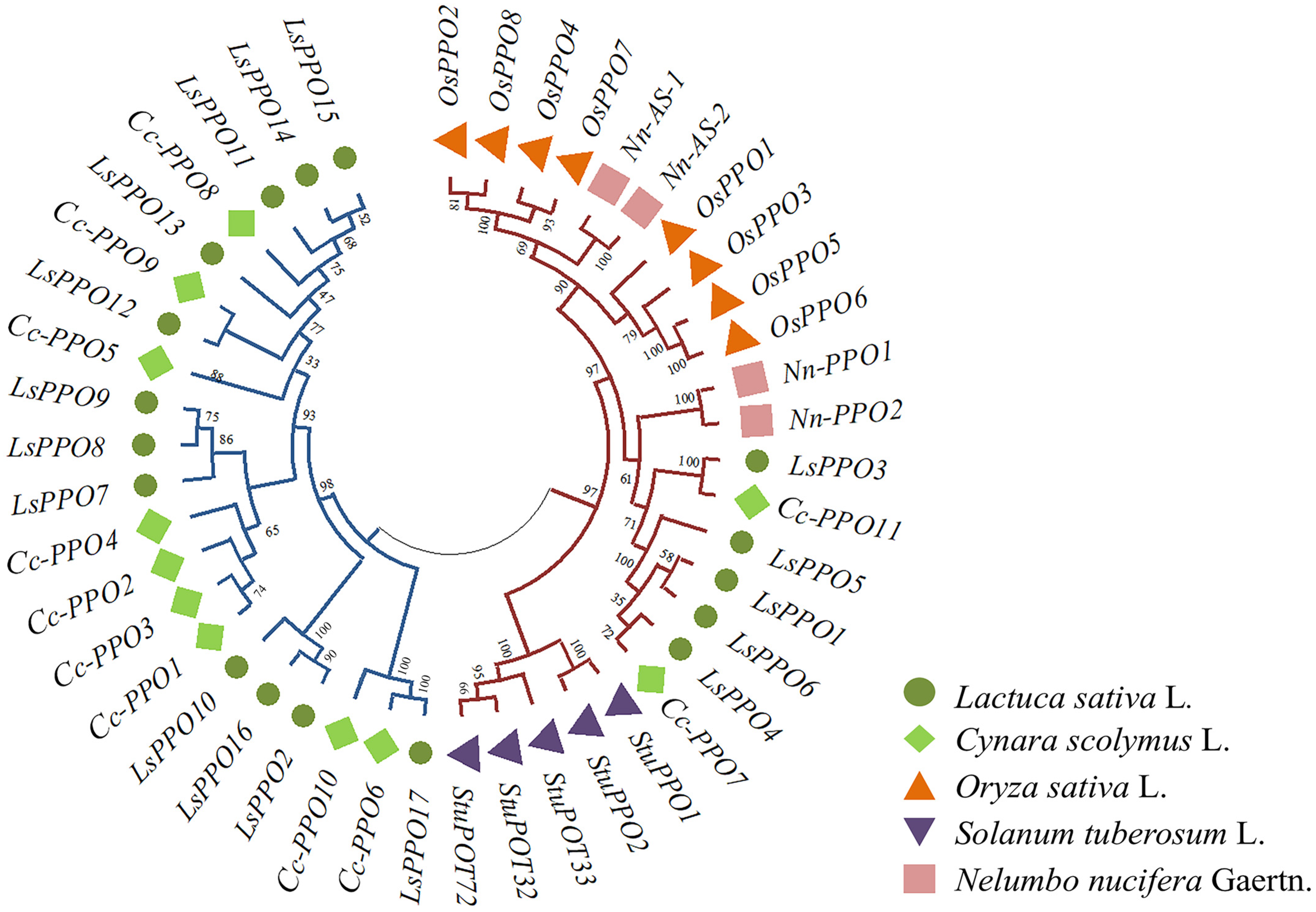 Plants 14 00972 g001