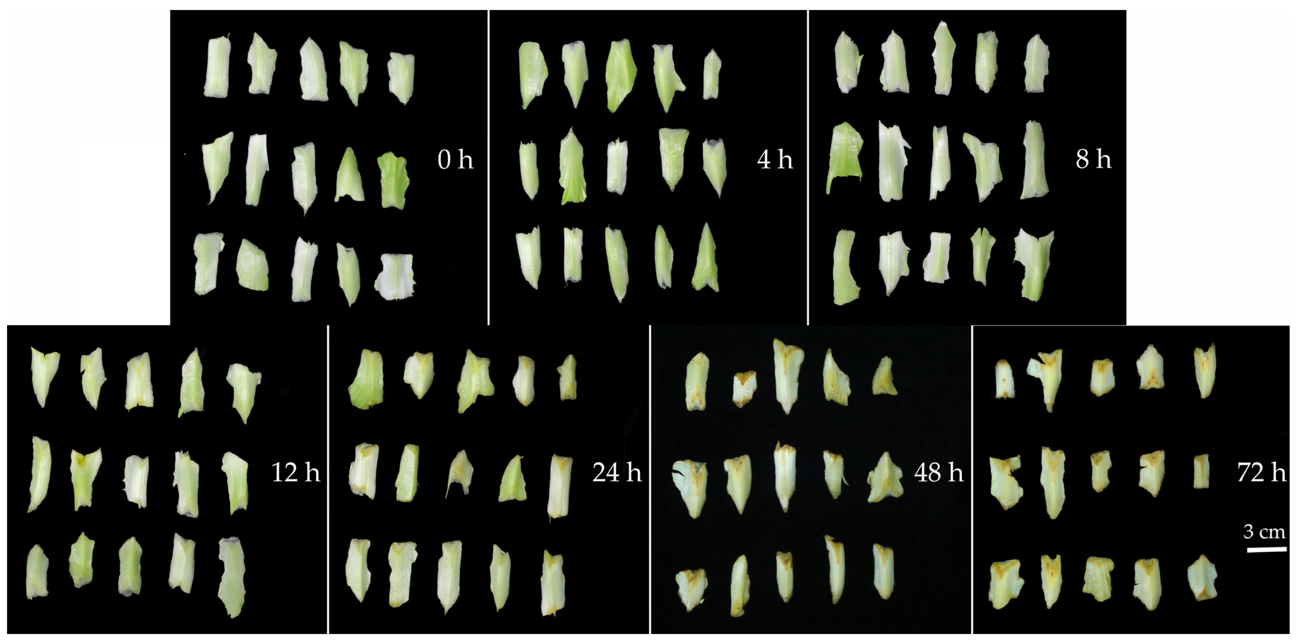 Plants 14 00972 g003