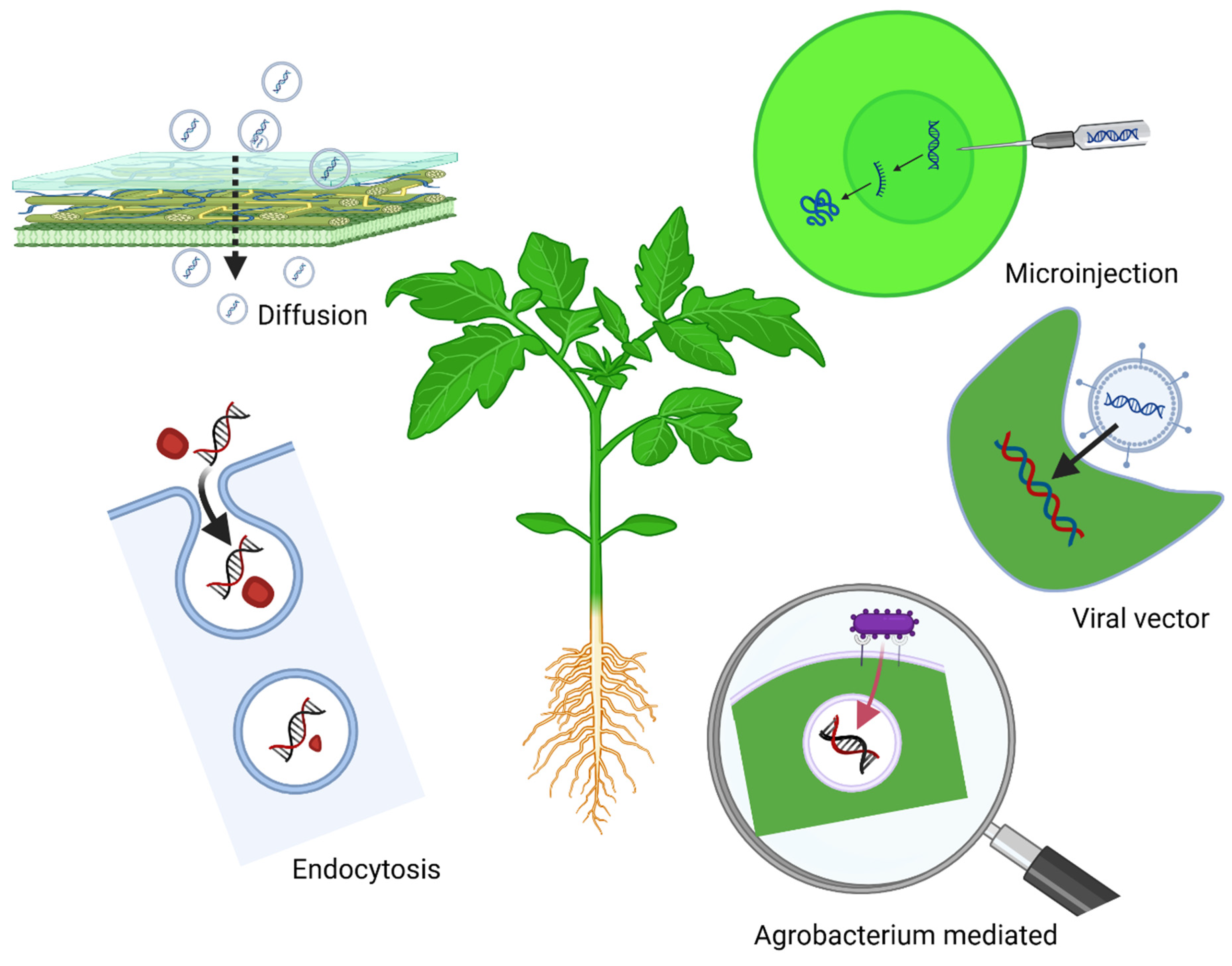 Plants 14 00977 g001